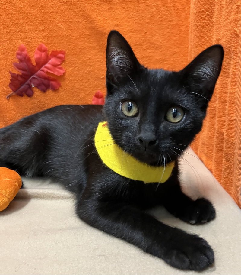 Elowyn, a female kitten up for adoption