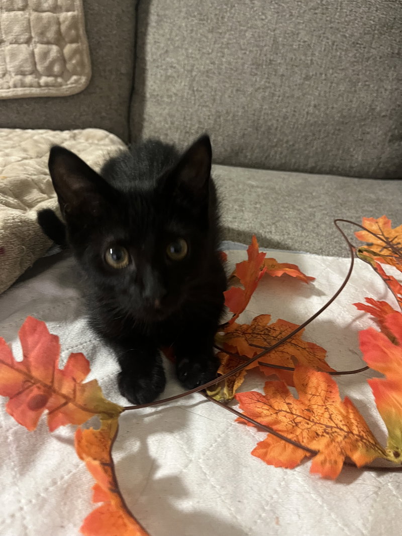 Bam Bam, a male kitten up for adoption