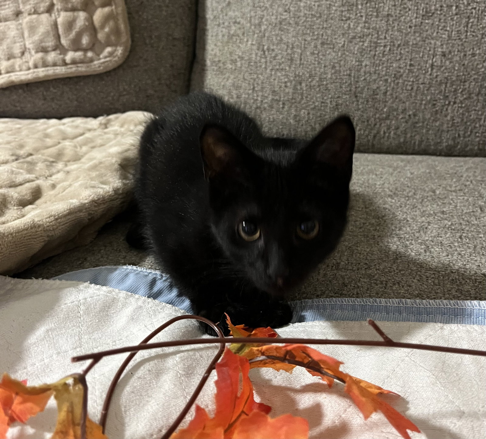 Bam Bam (bonded to Pebbles), photo 2