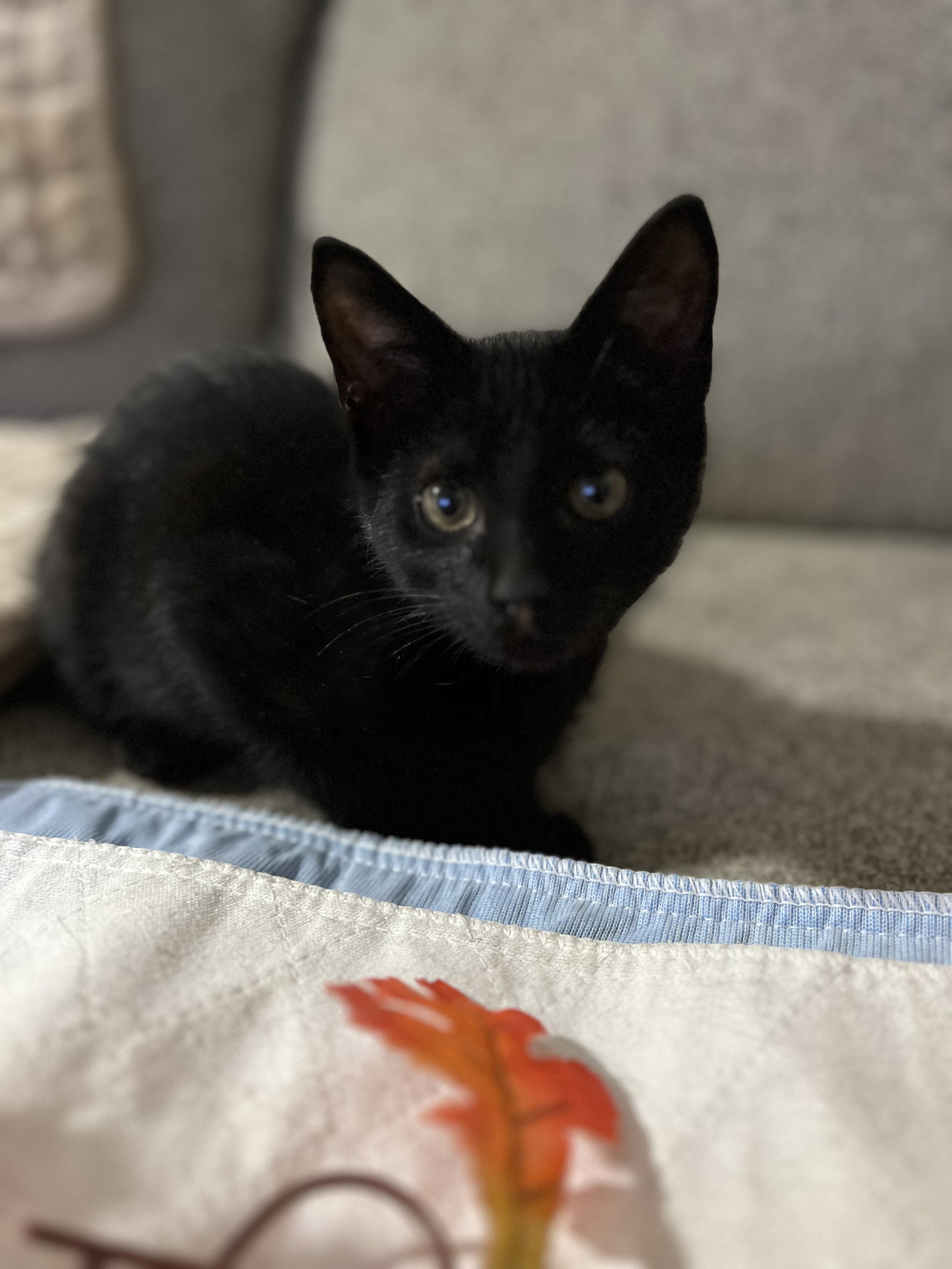 Bam Bam (bonded to Pebbles), photo 3