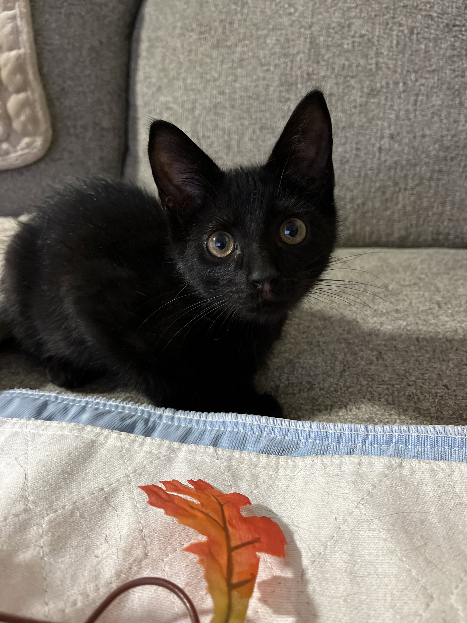Bam Bam (bonded to Pebbles), photo 4