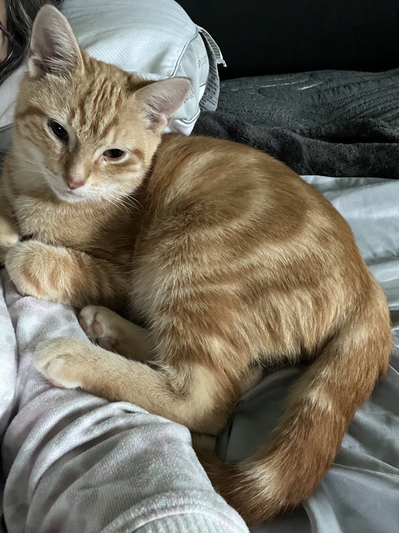 Apollo, a young male cat up for adoption
