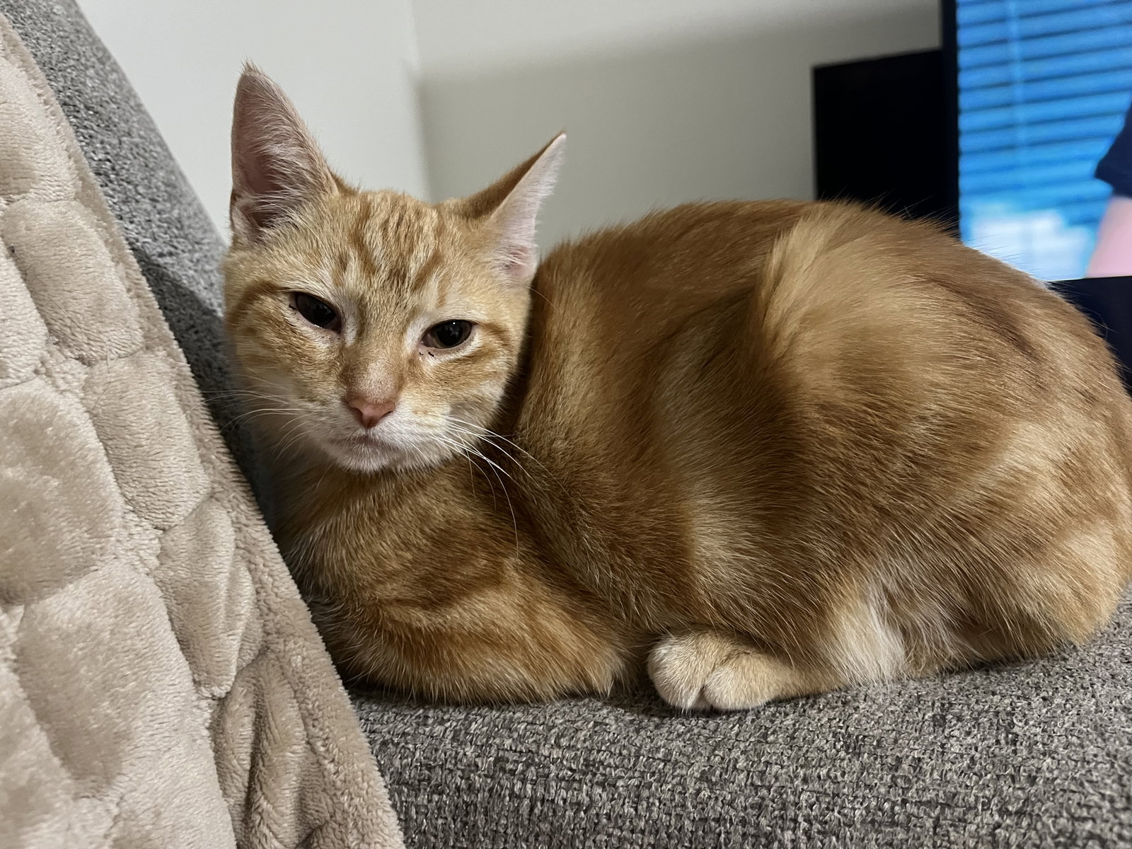 Apollo, photo 2