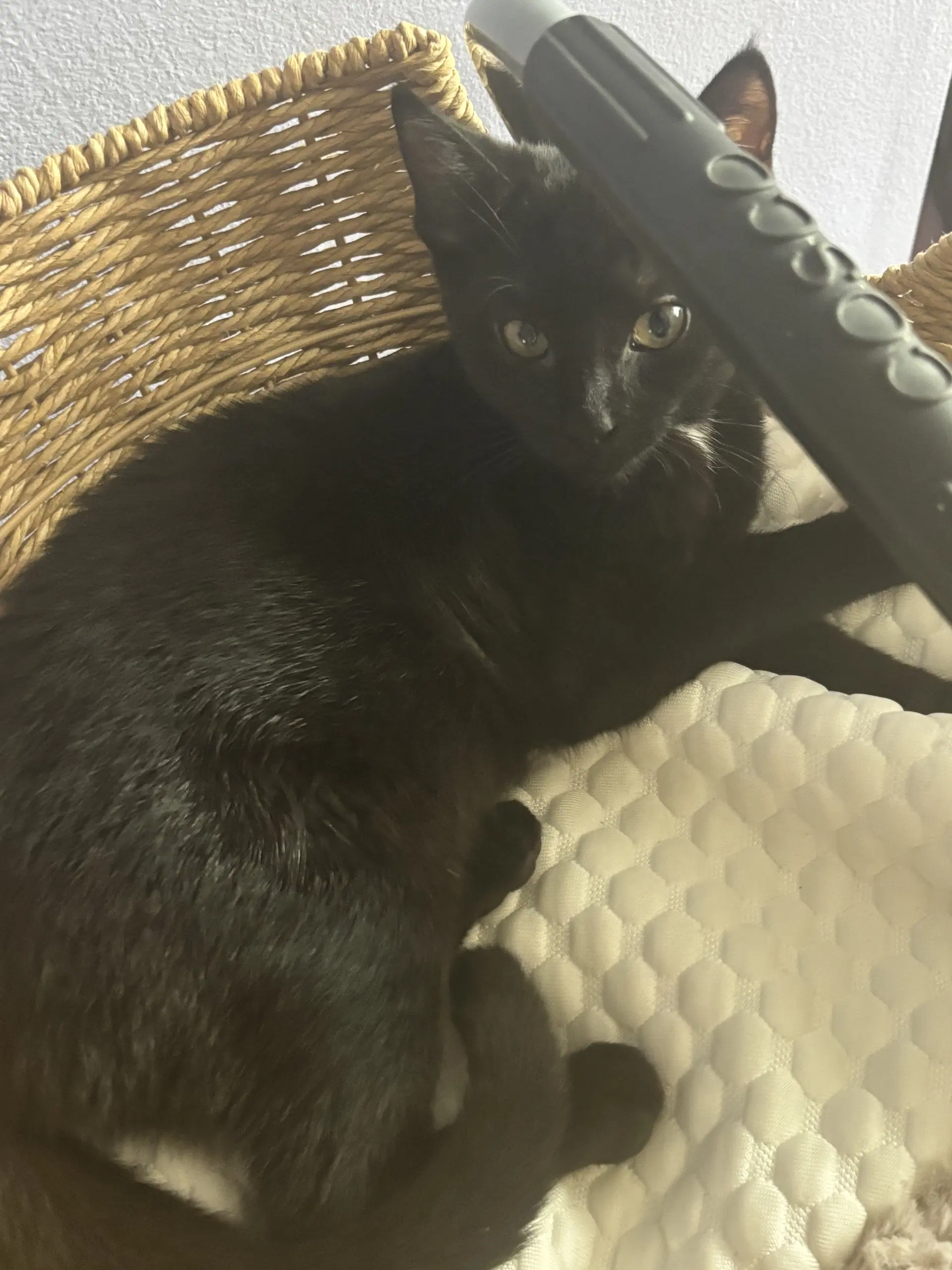 Elphaba - Domestic Short Hair
