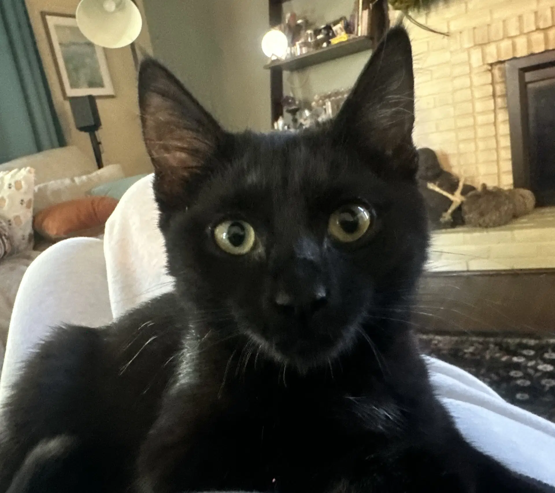Nyx - Domestic Short Hair