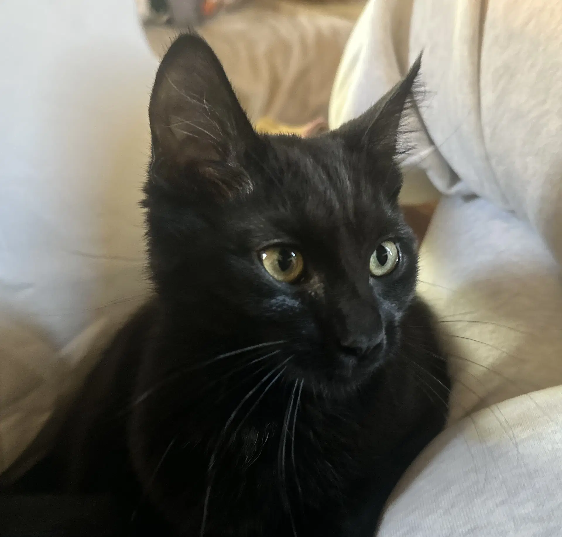 Nyx image 2