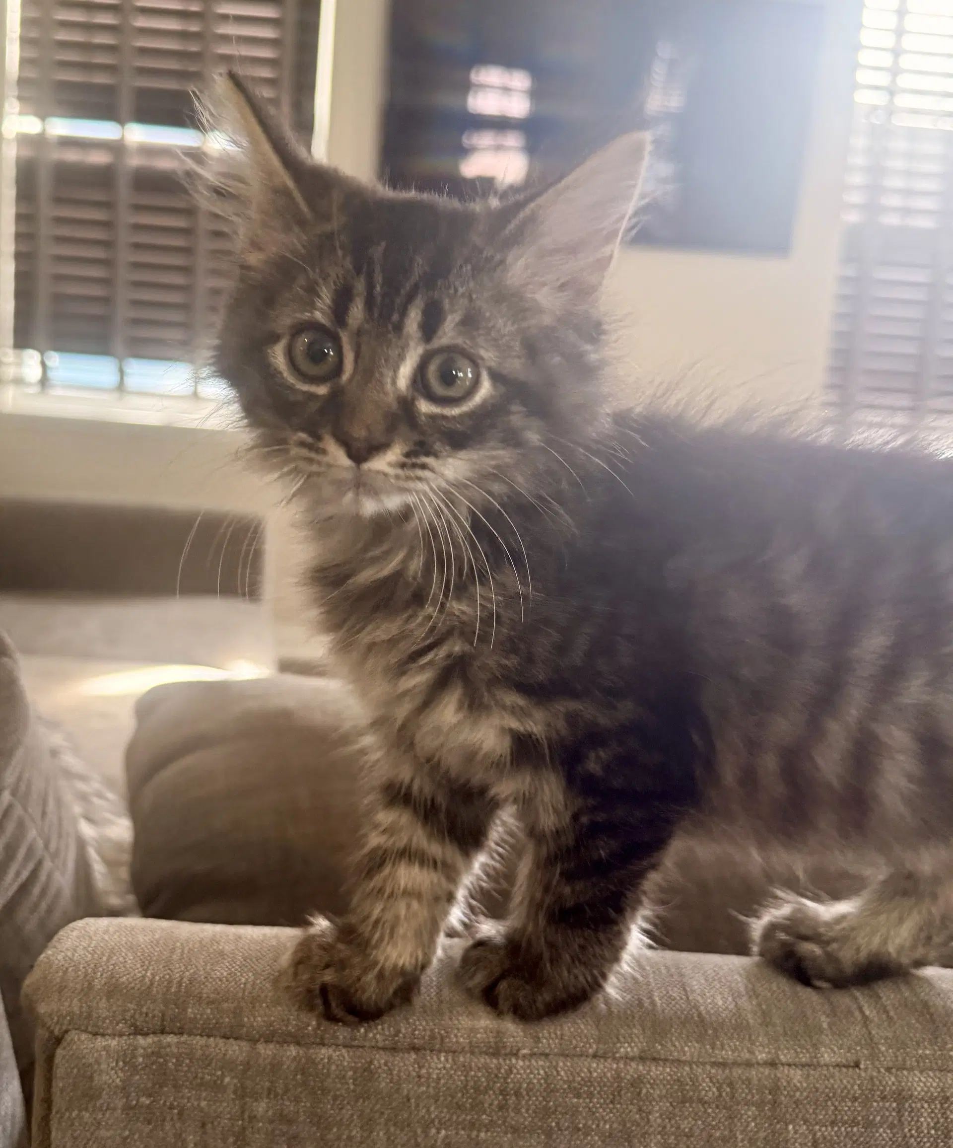 Robert - Domestic Long Hair