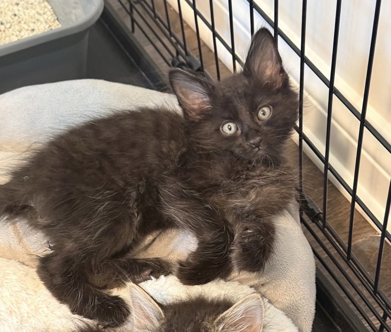 Neo, a male kitten up for adoption
