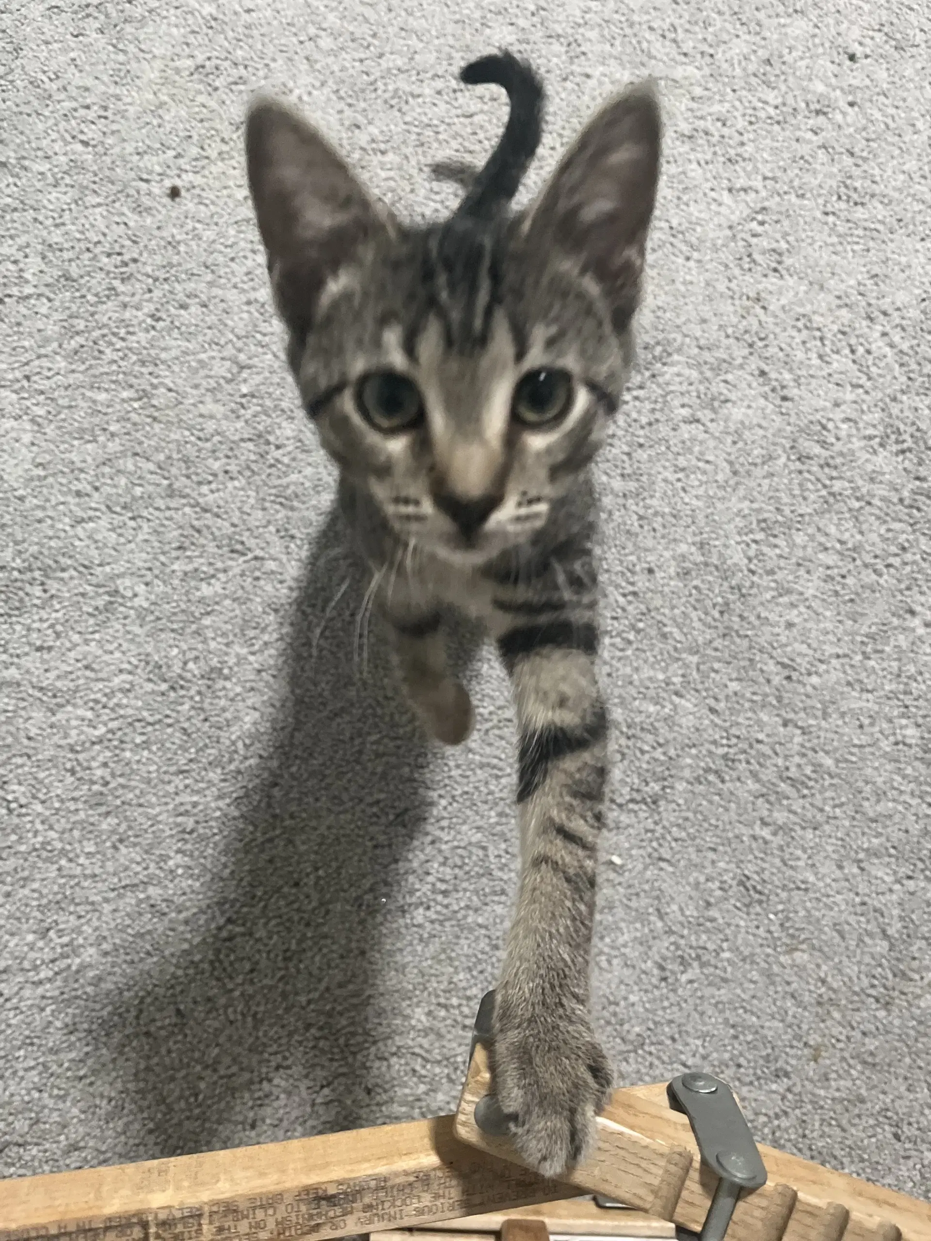 Memphis - Domestic Short Hair