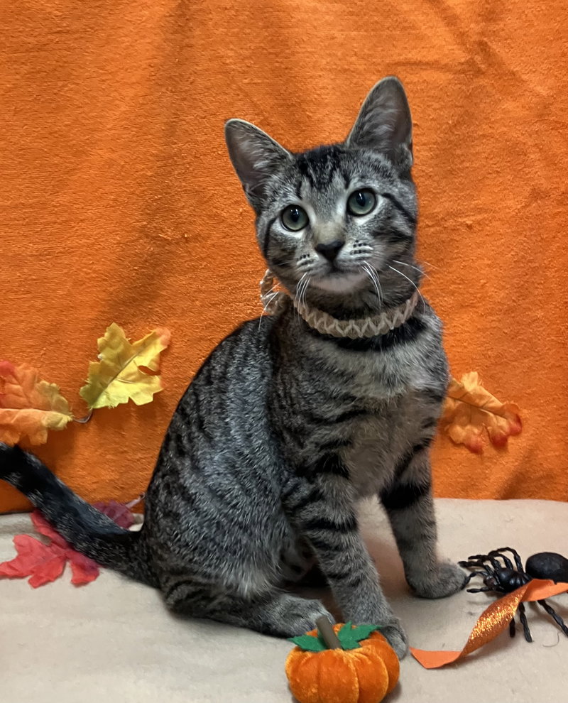 Memphis, a female kitten up for adoption