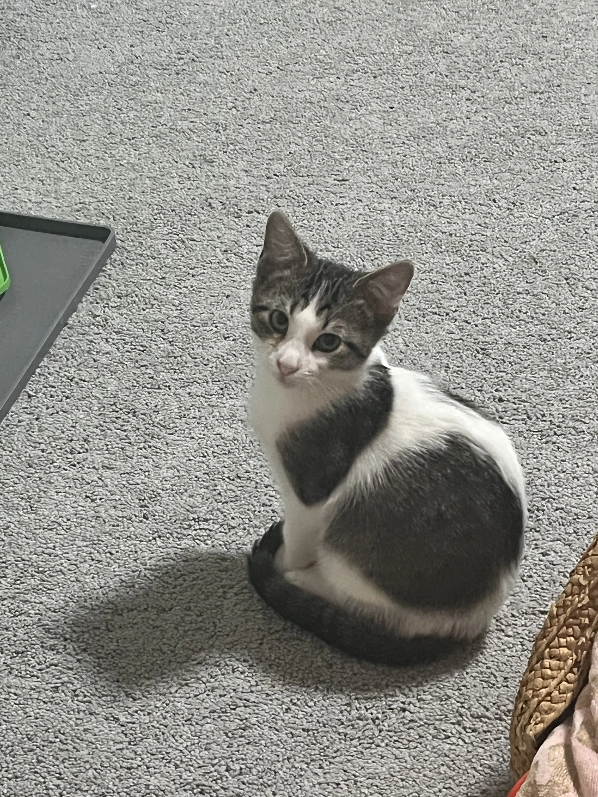 Nash - Domestic Short Hair