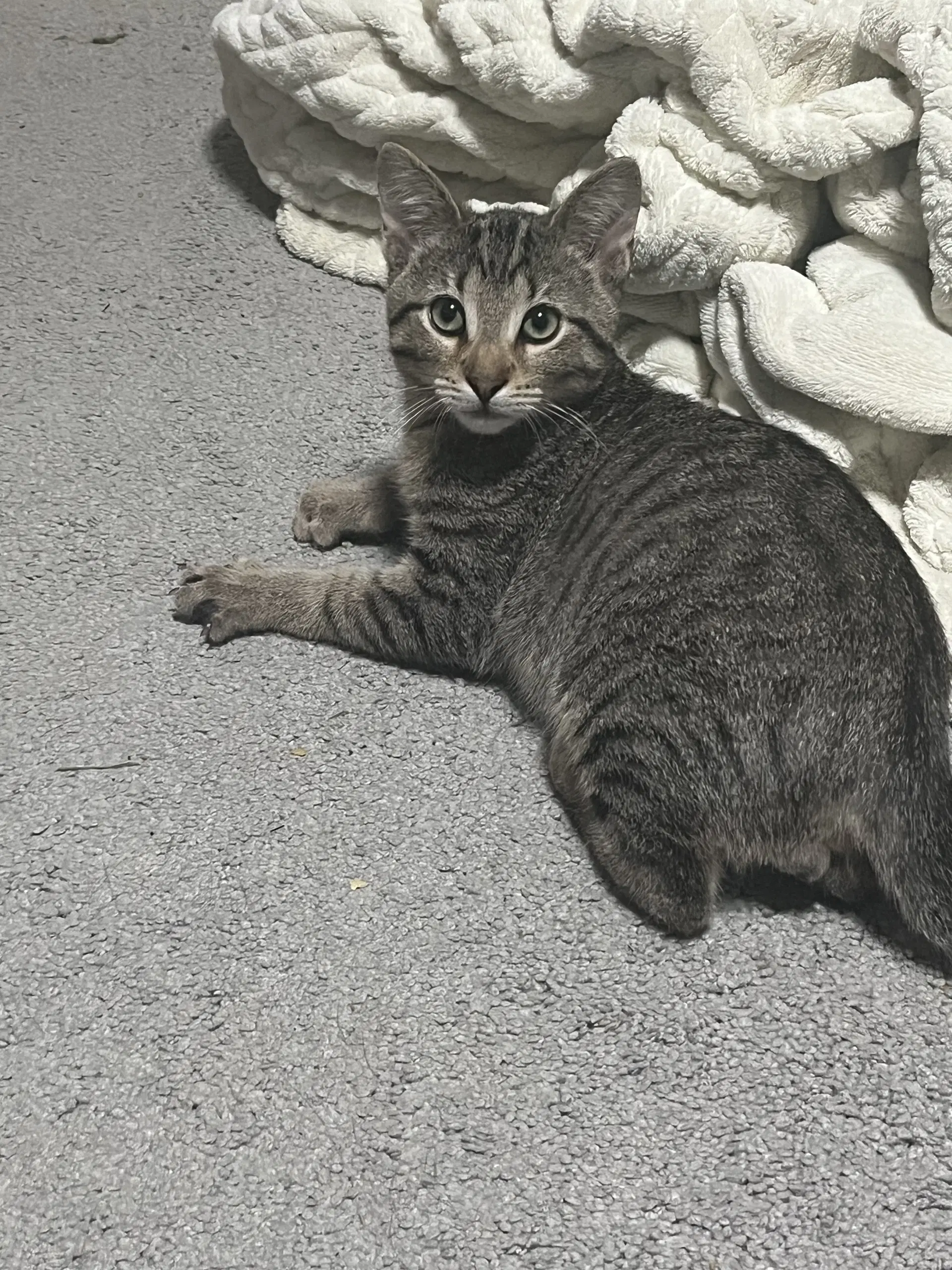 Knox - Domestic Short Hair