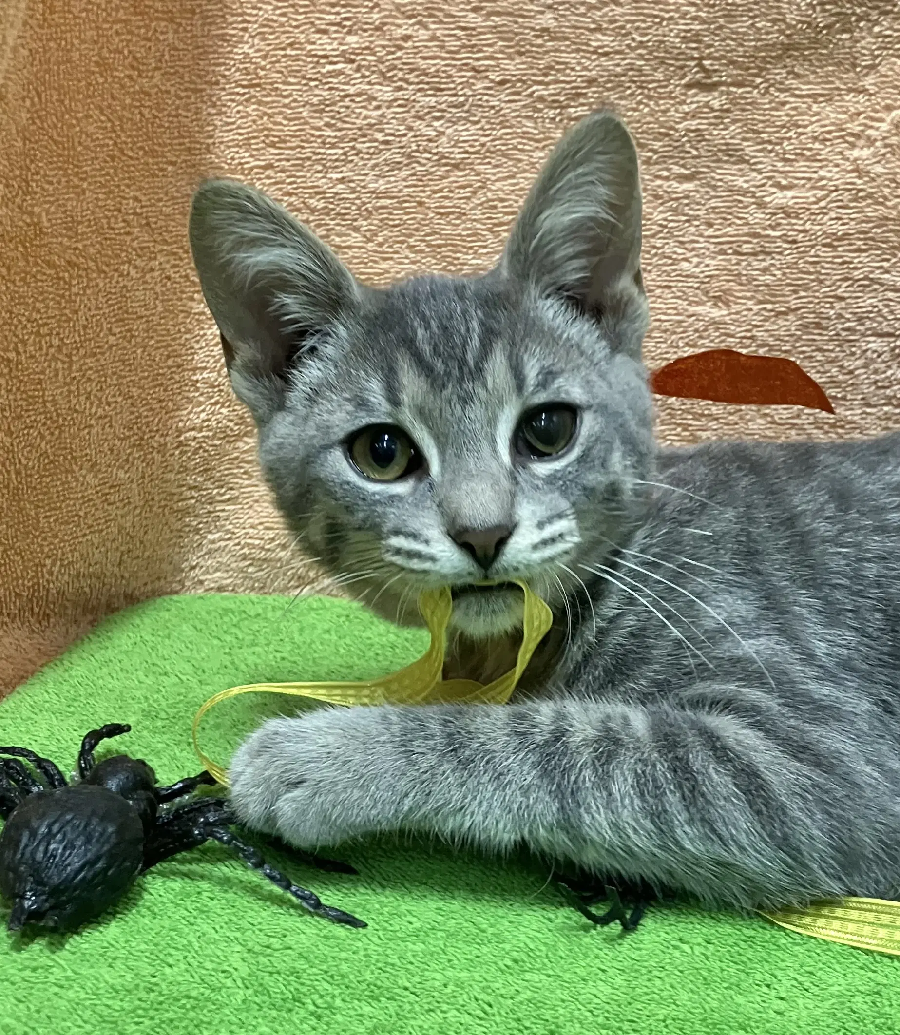 Egg Drop - Domestic Short Hair