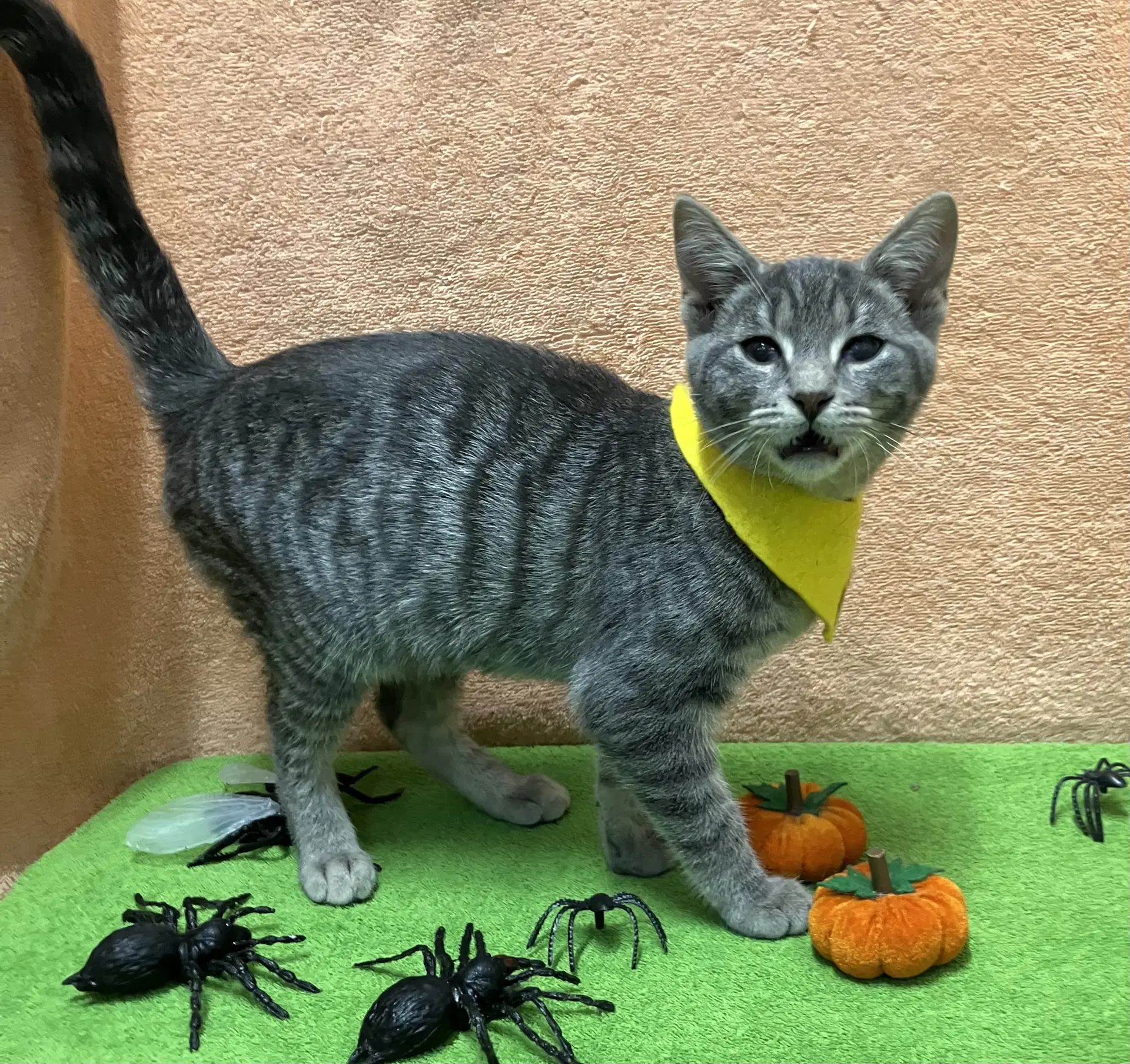 Wonton - Domestic Short Hair
