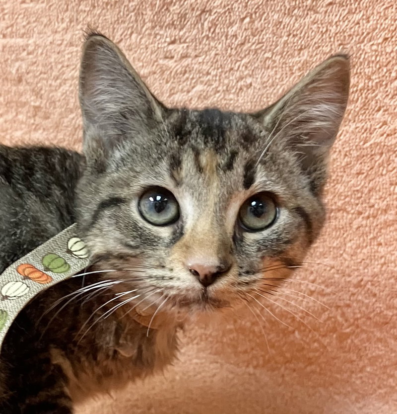 Ruby, a female kitten up for adoption