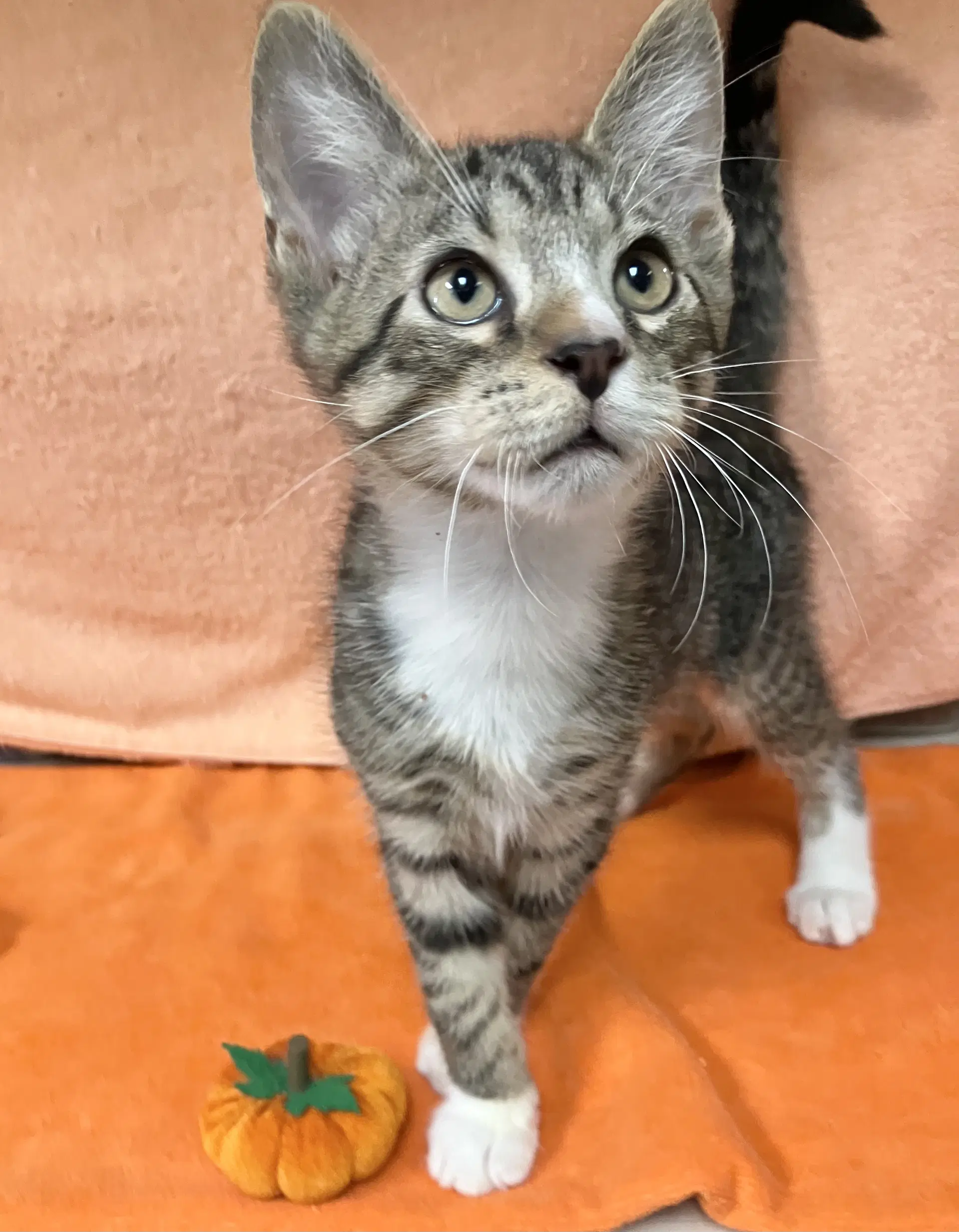 Cinnamon - Domestic Short Hair