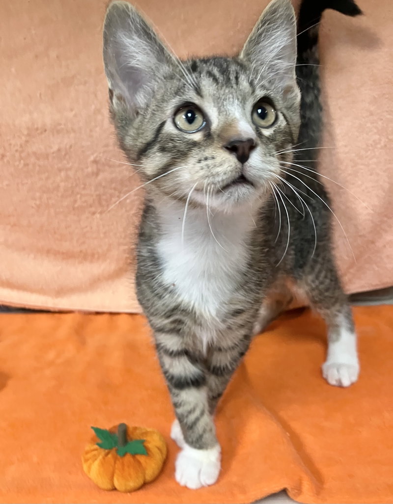 Cinnamon, a male kitten up for adoption