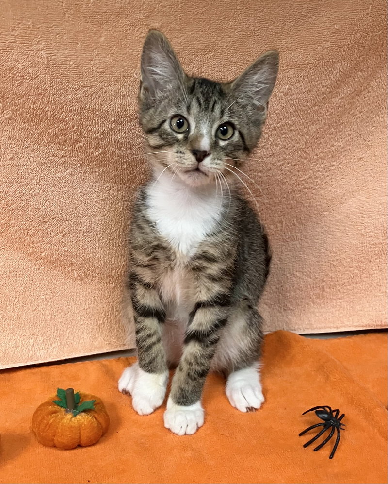 Cinnamon, photo 2
