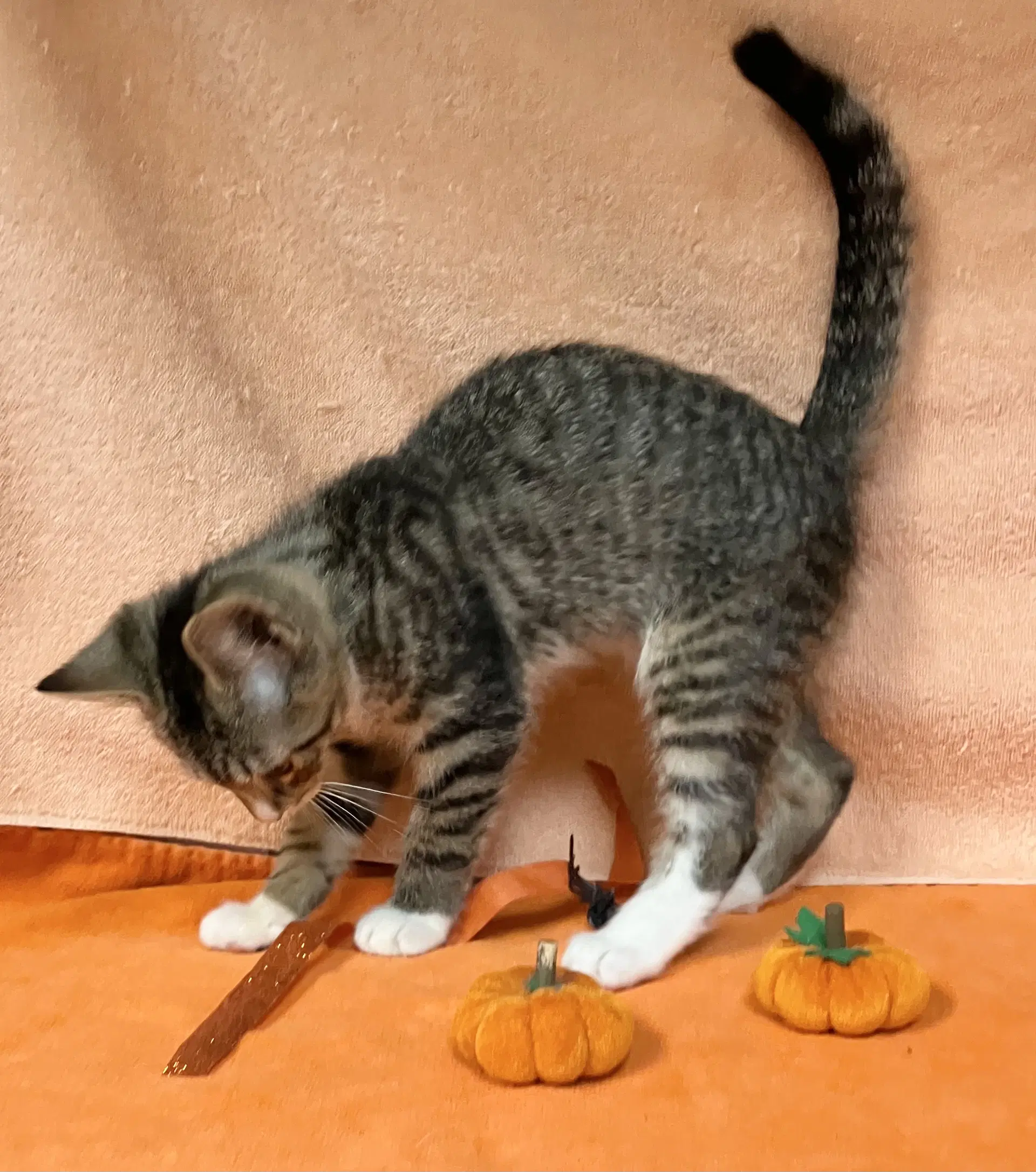 Cinnamon image 3