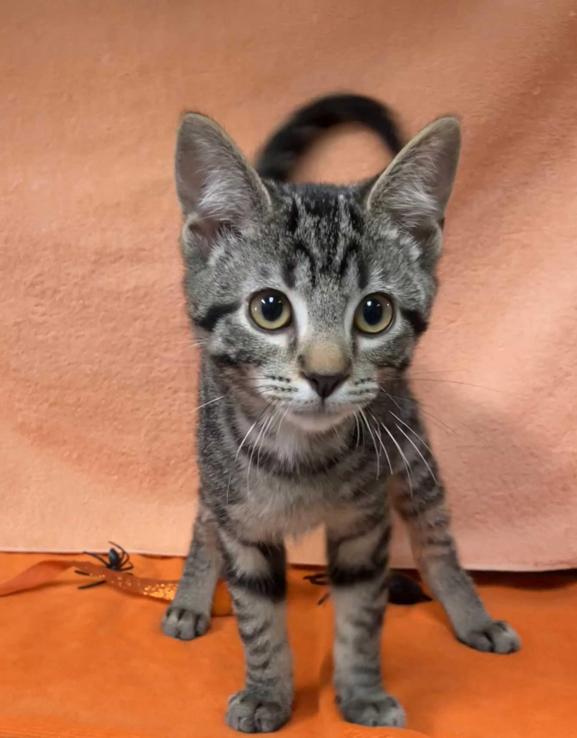 All Spice - Domestic Short Hair