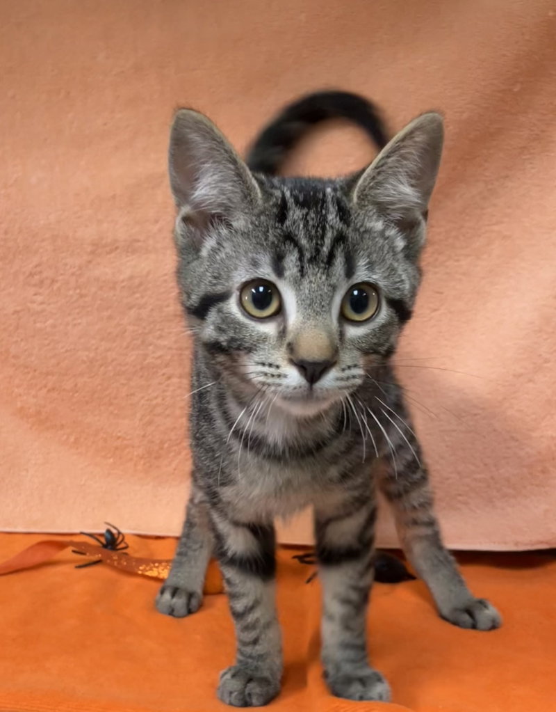 All Spice, a female kitten up for adoption