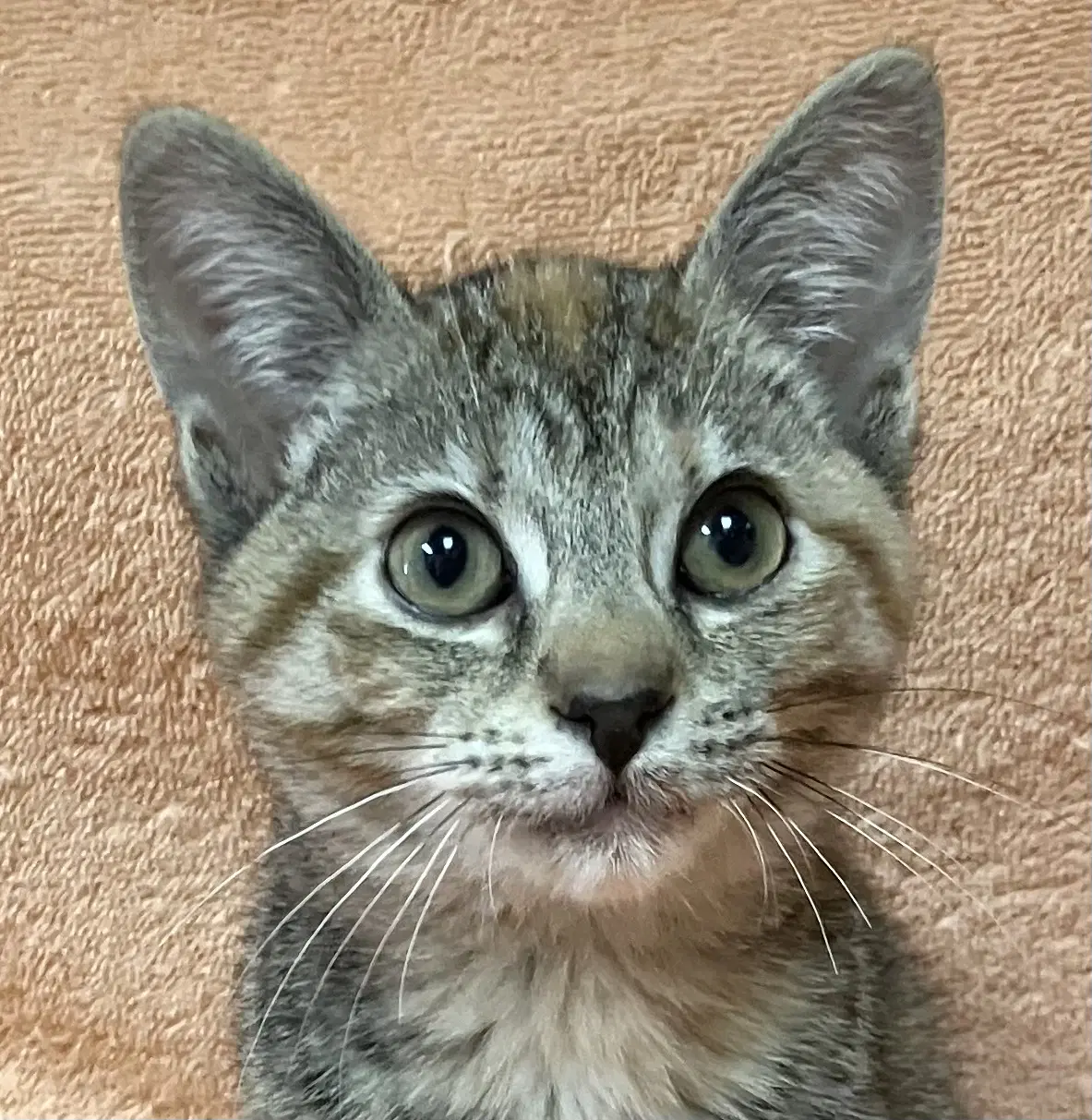 Pumpkin - Domestic Short Hair
