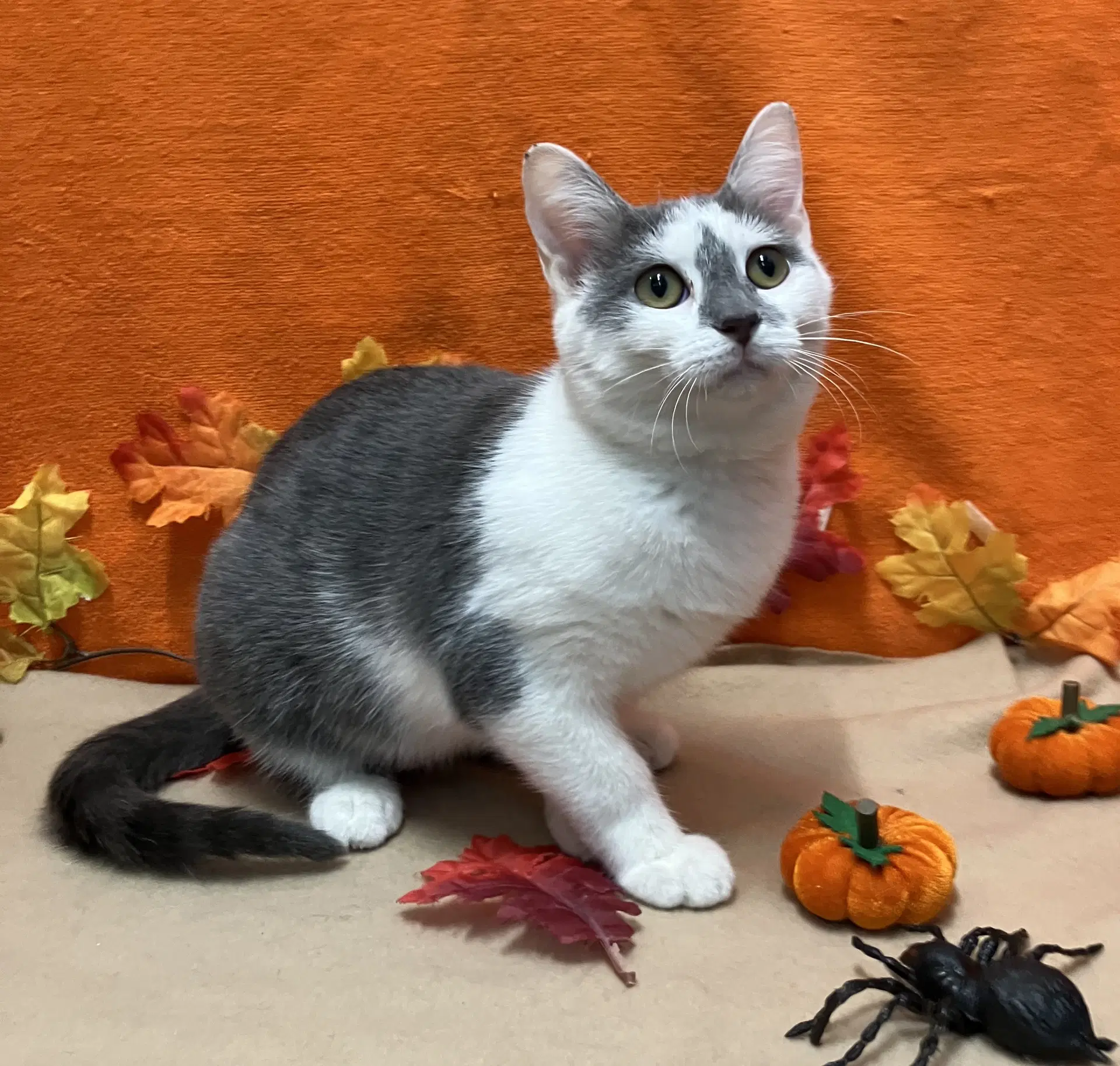 Leaf - Domestic Short Hair