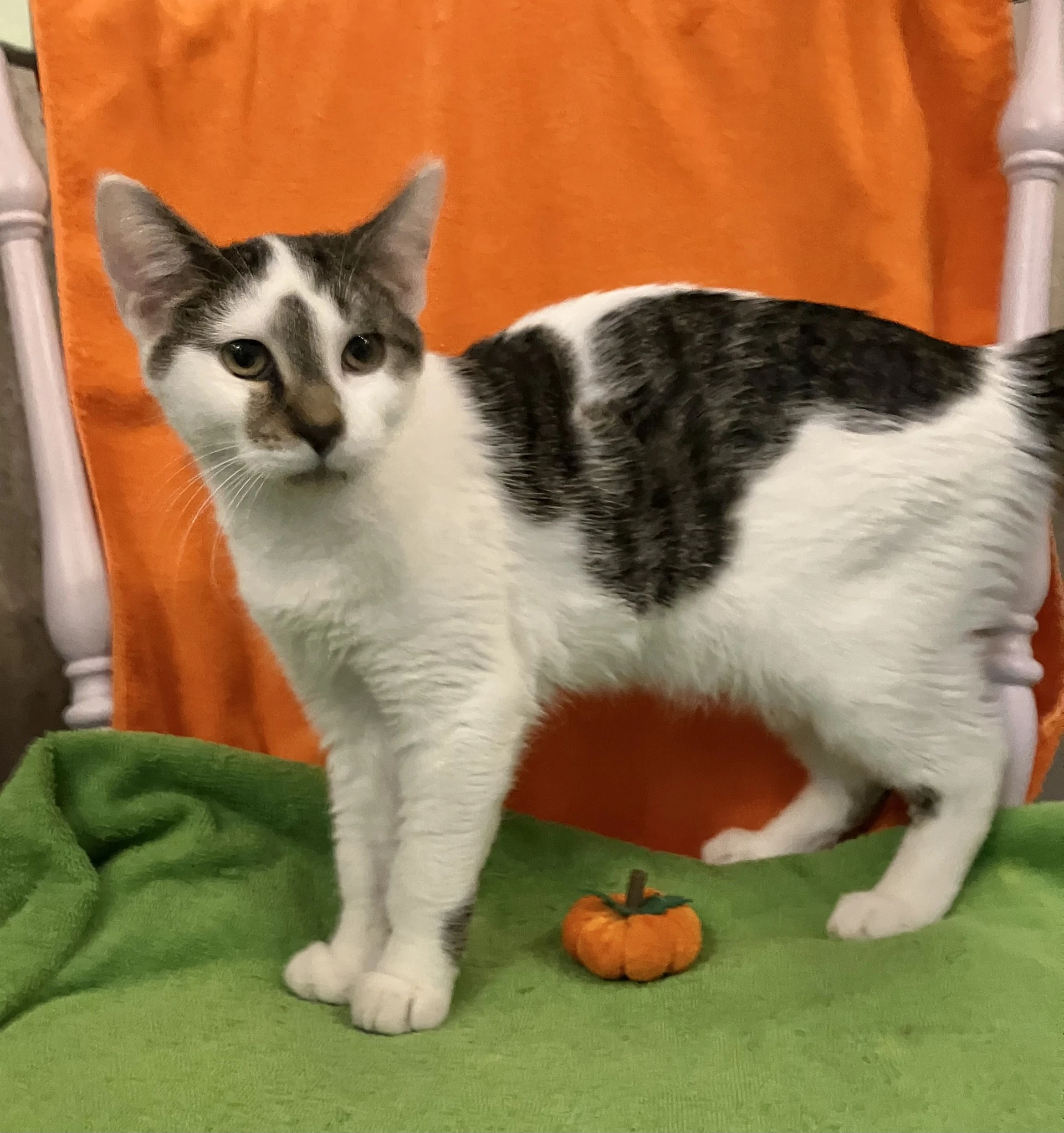 Monica Bonded With Ross