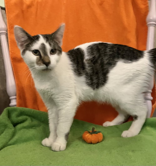 Monica (bonded with Ross)