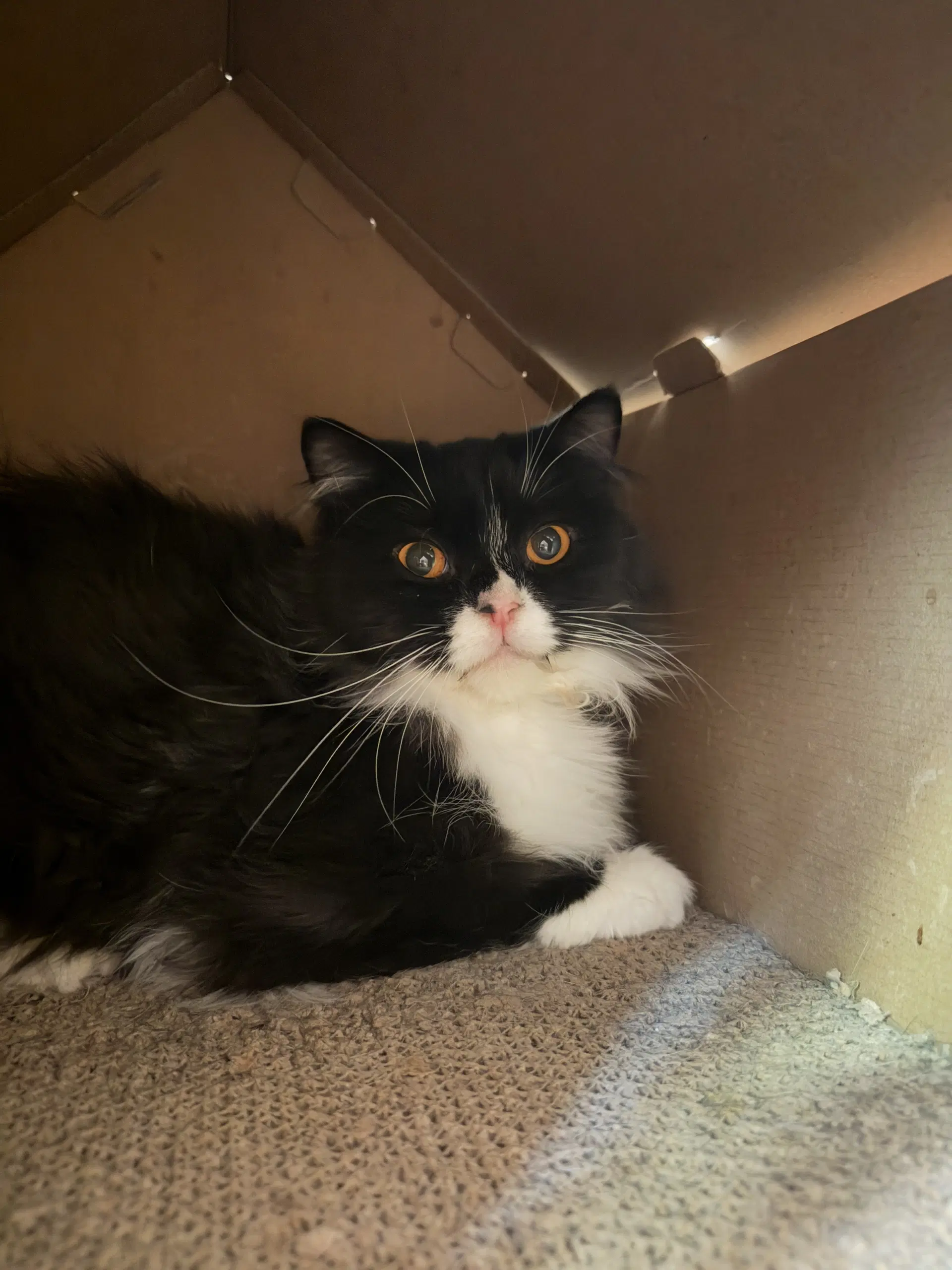 Diamond - Domestic Long Hair