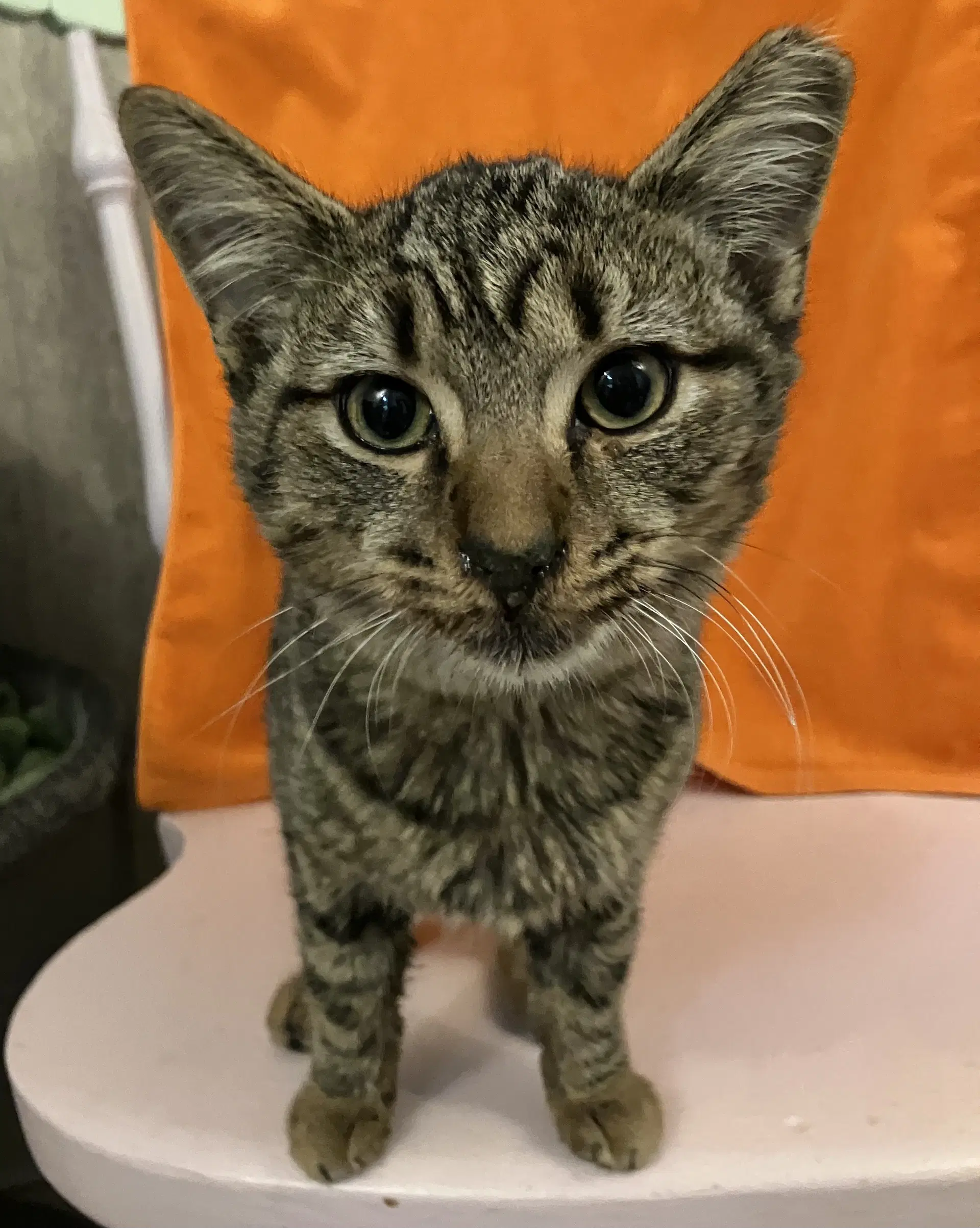 Rowena - Tabby