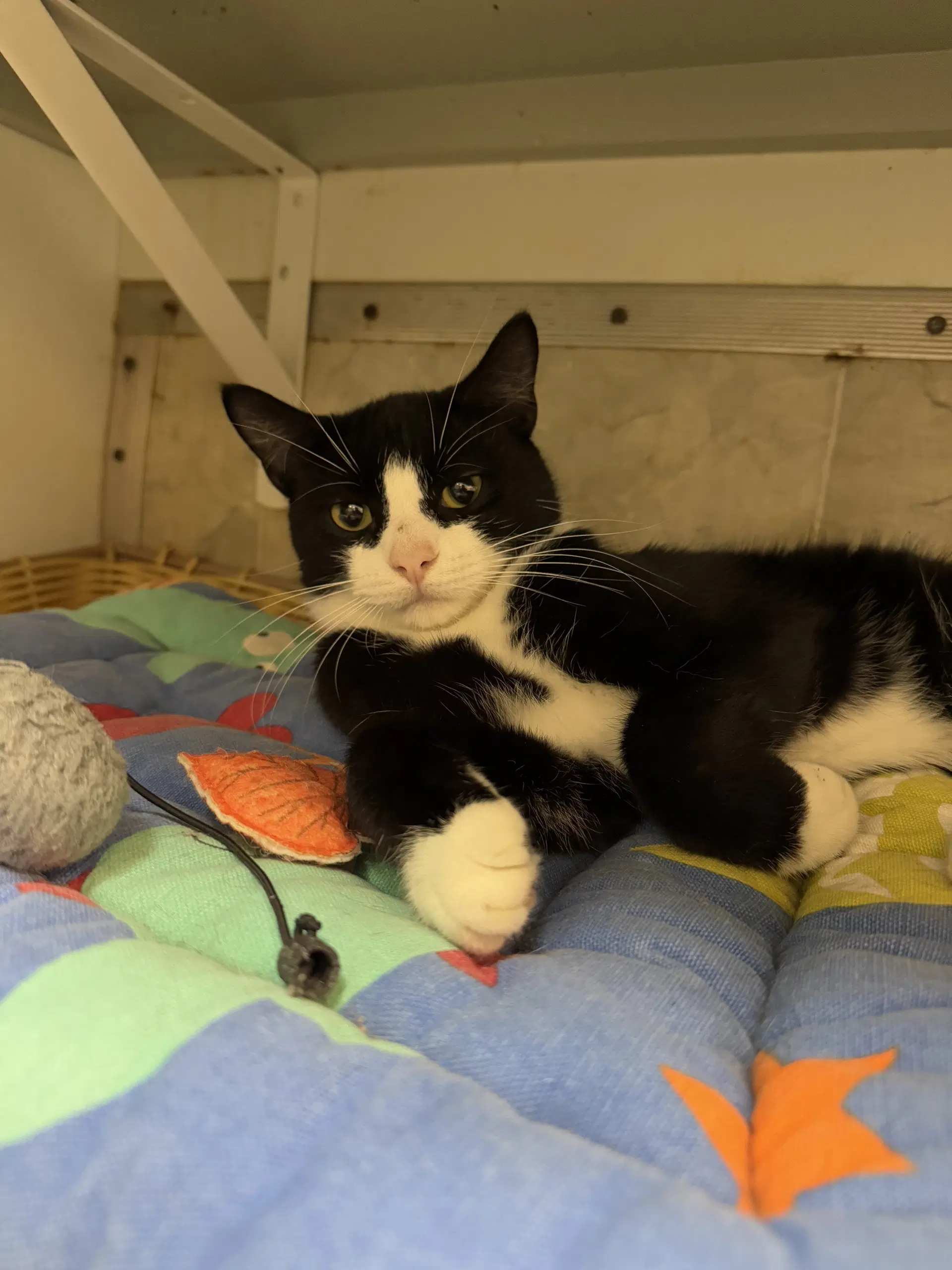 Wynton - Domestic Short Hair