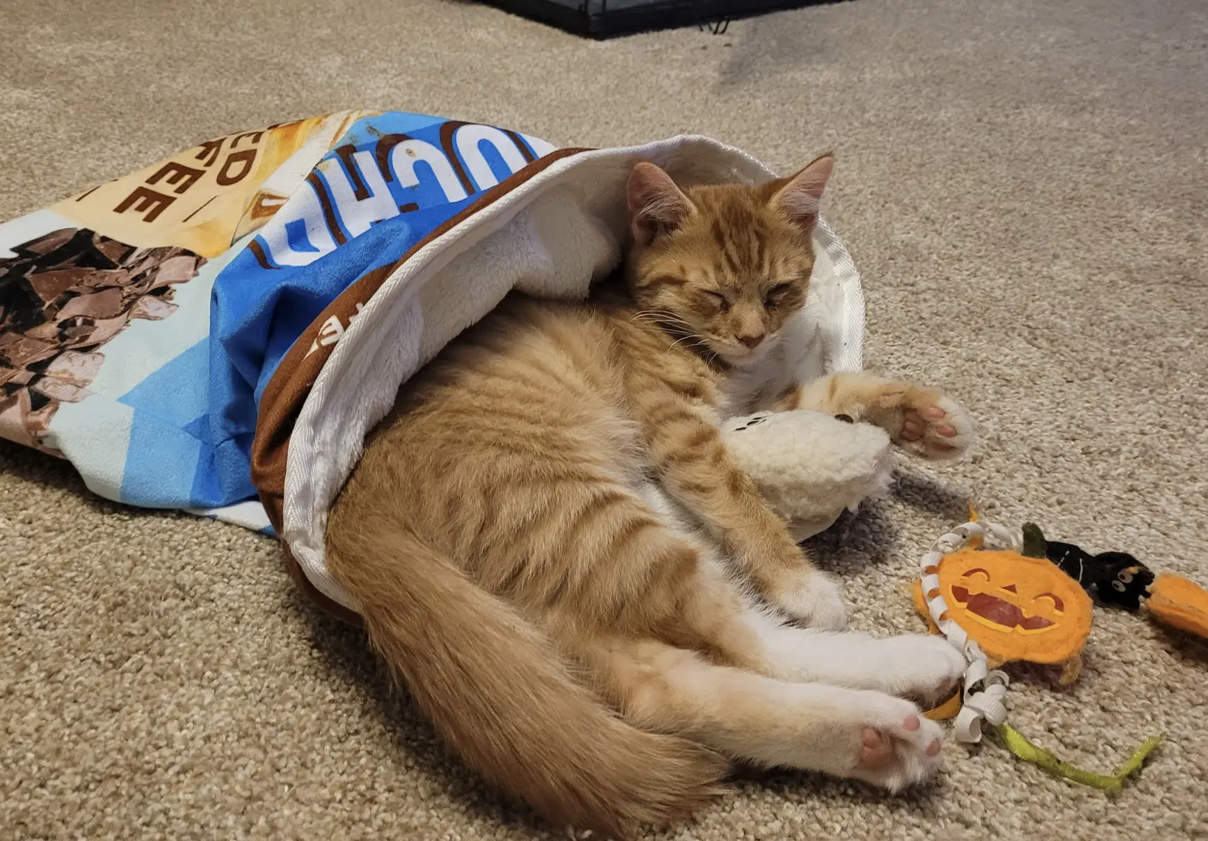 Scout - Domestic Short Hair
