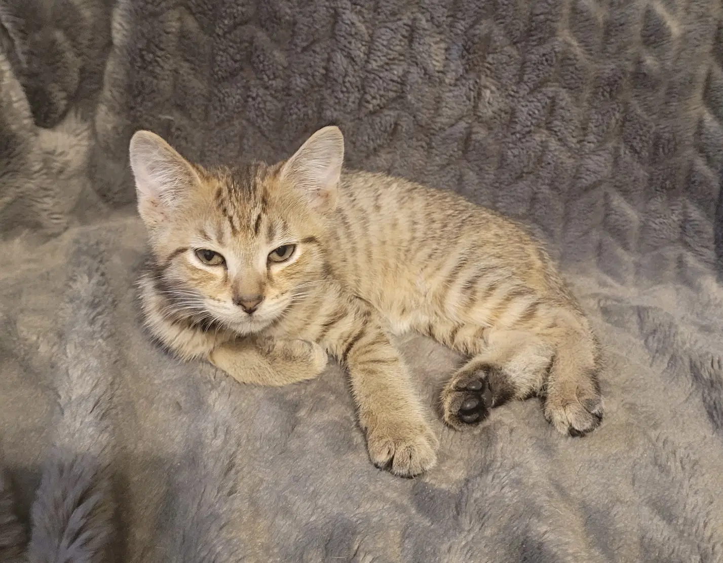 Mina - Tabby