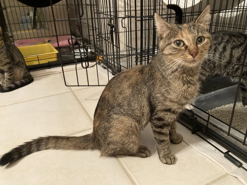Cali, a young female Torbie cat up for adoption
