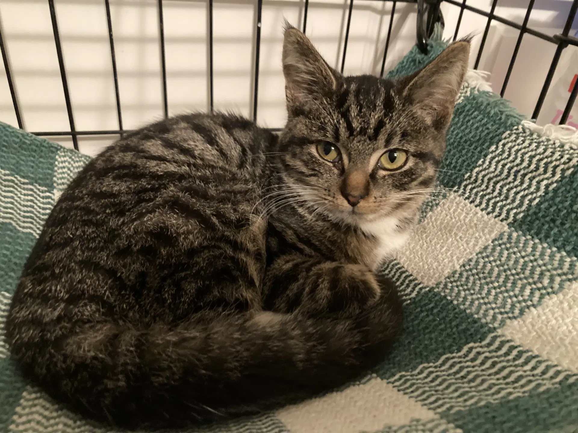 Darby - Tabby