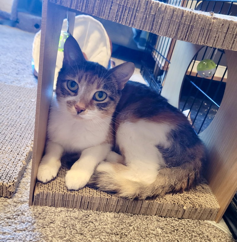 Callie, an adult female Calico cat up for adoption