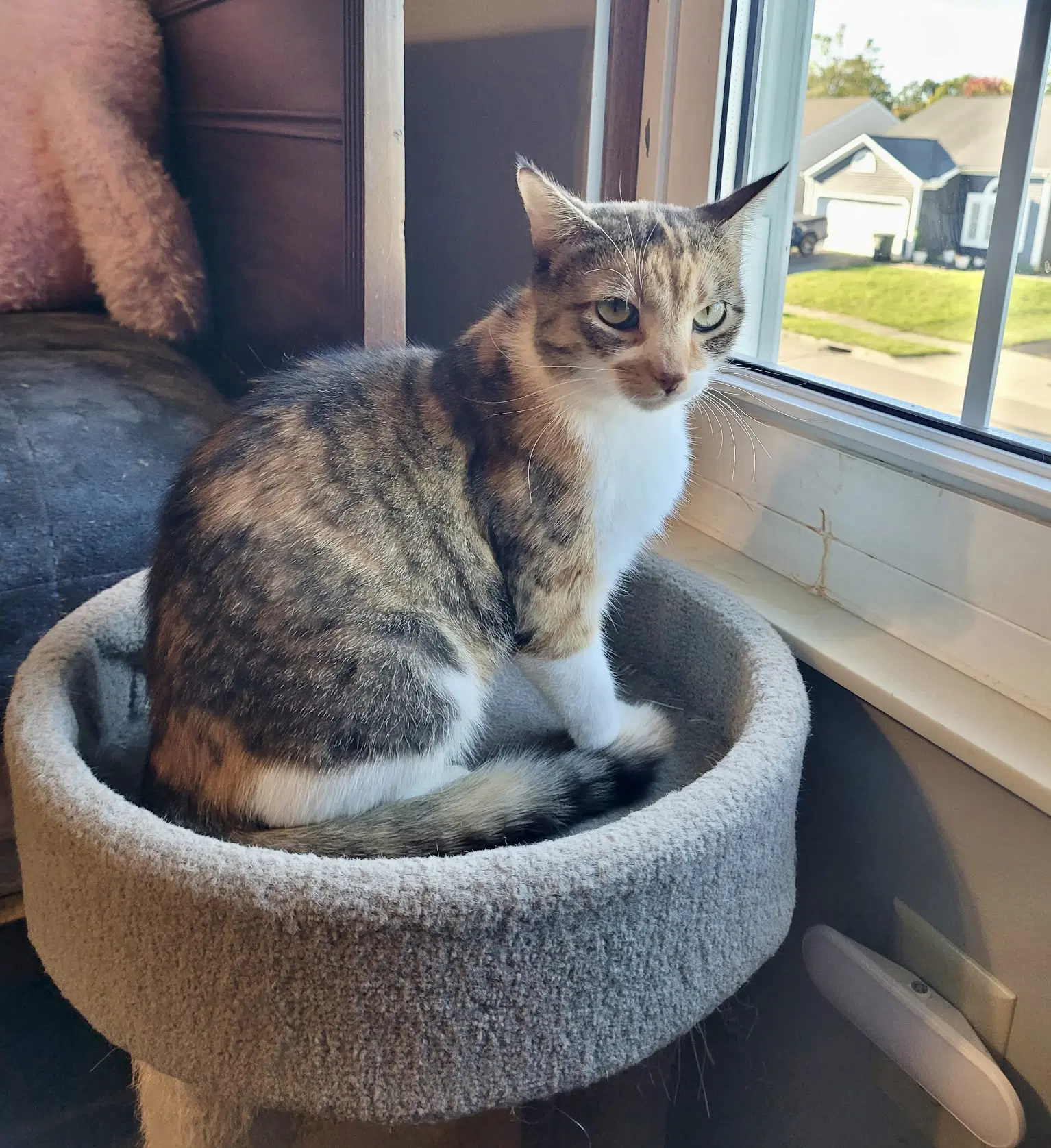 Callie image 2