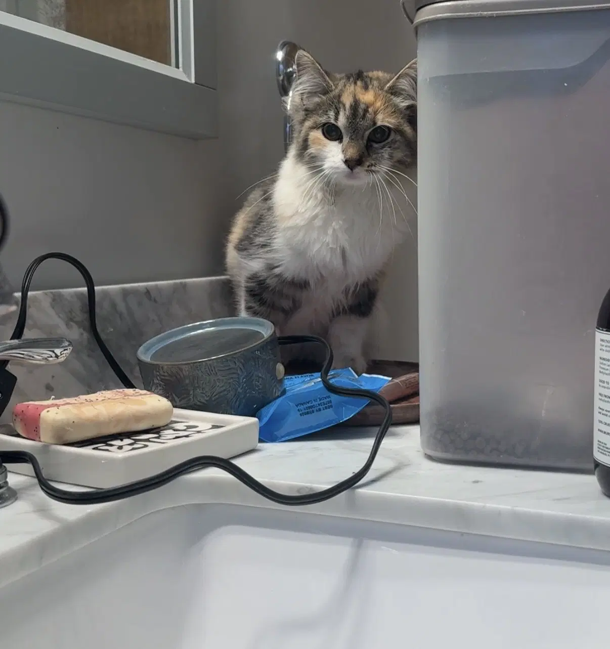 Ember - Calico