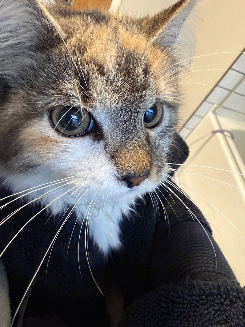 Ember, photo 2