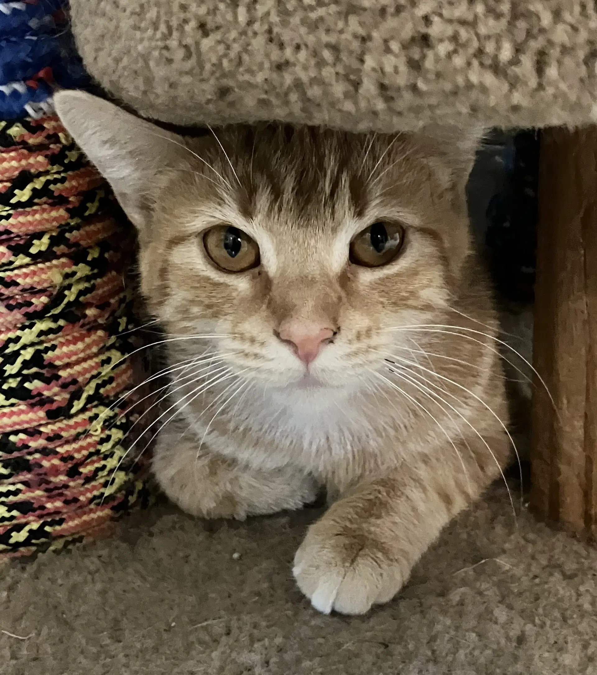 Reba - Domestic Short Hair