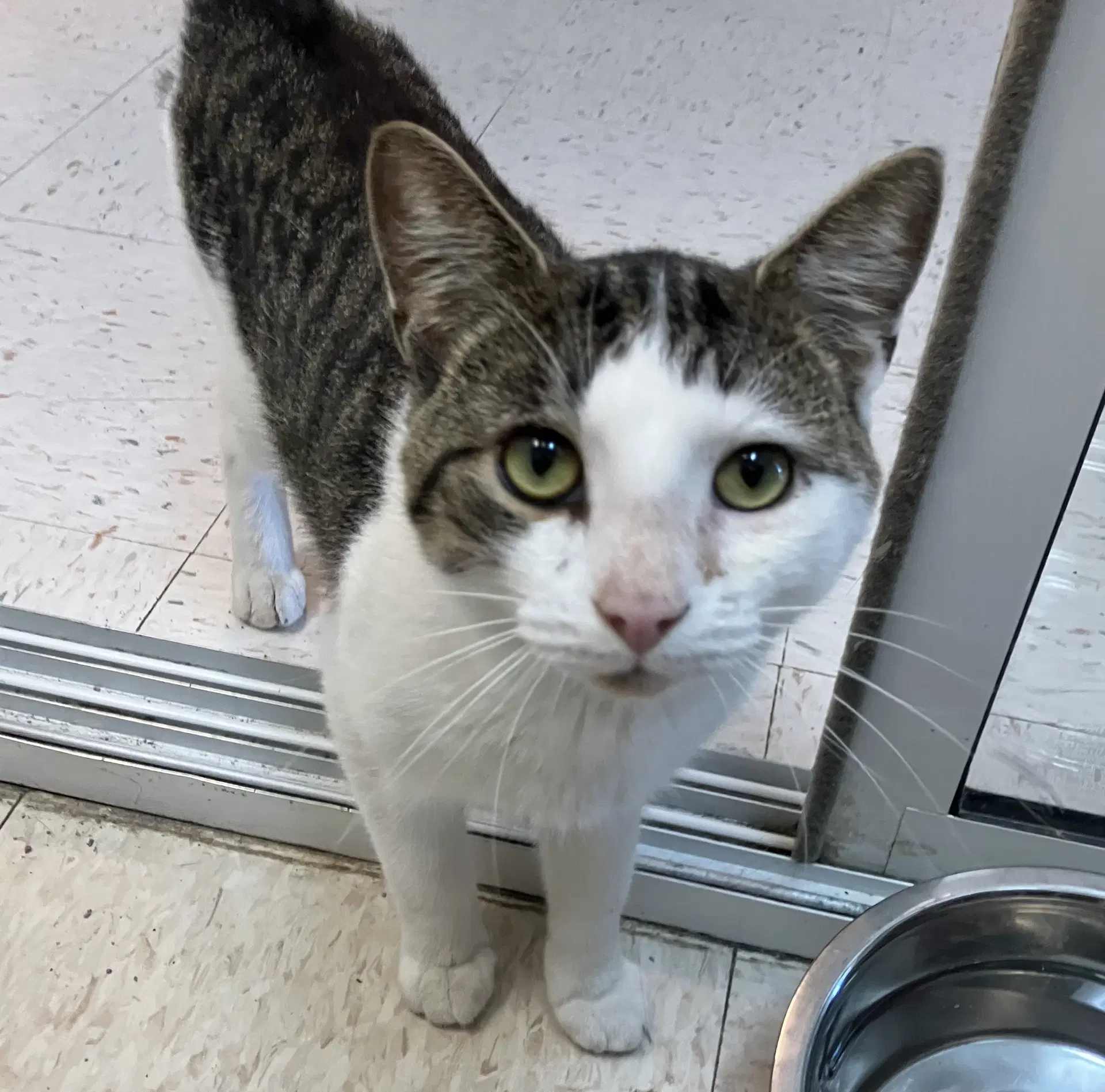 Winslow - Tabby