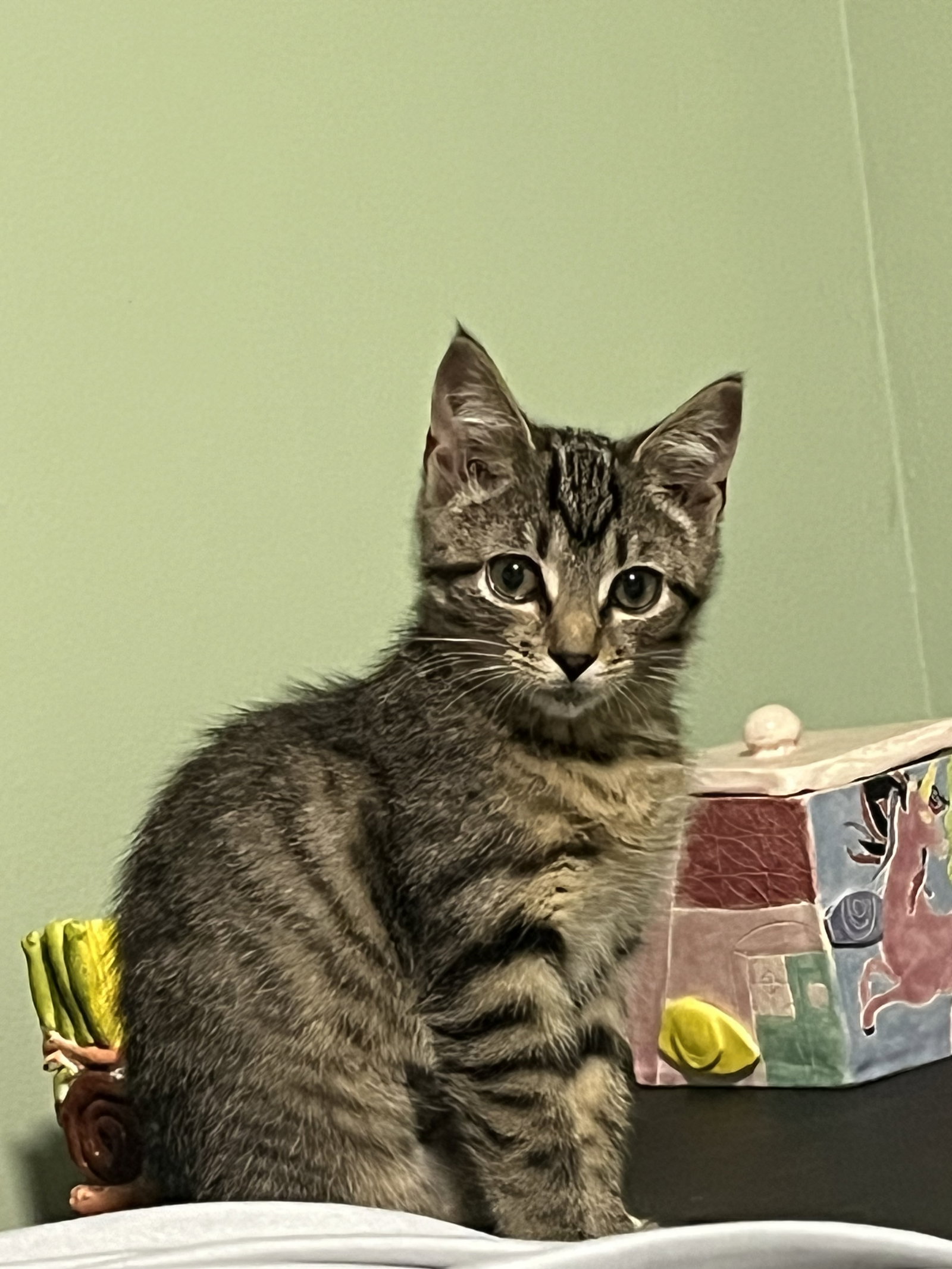 Pebbles (bonded to Bam Bam), photo 2