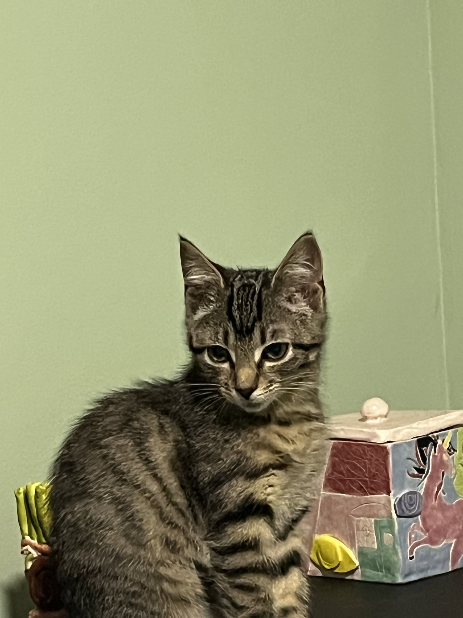 Pebbles (bonded to Bam Bam), photo 4