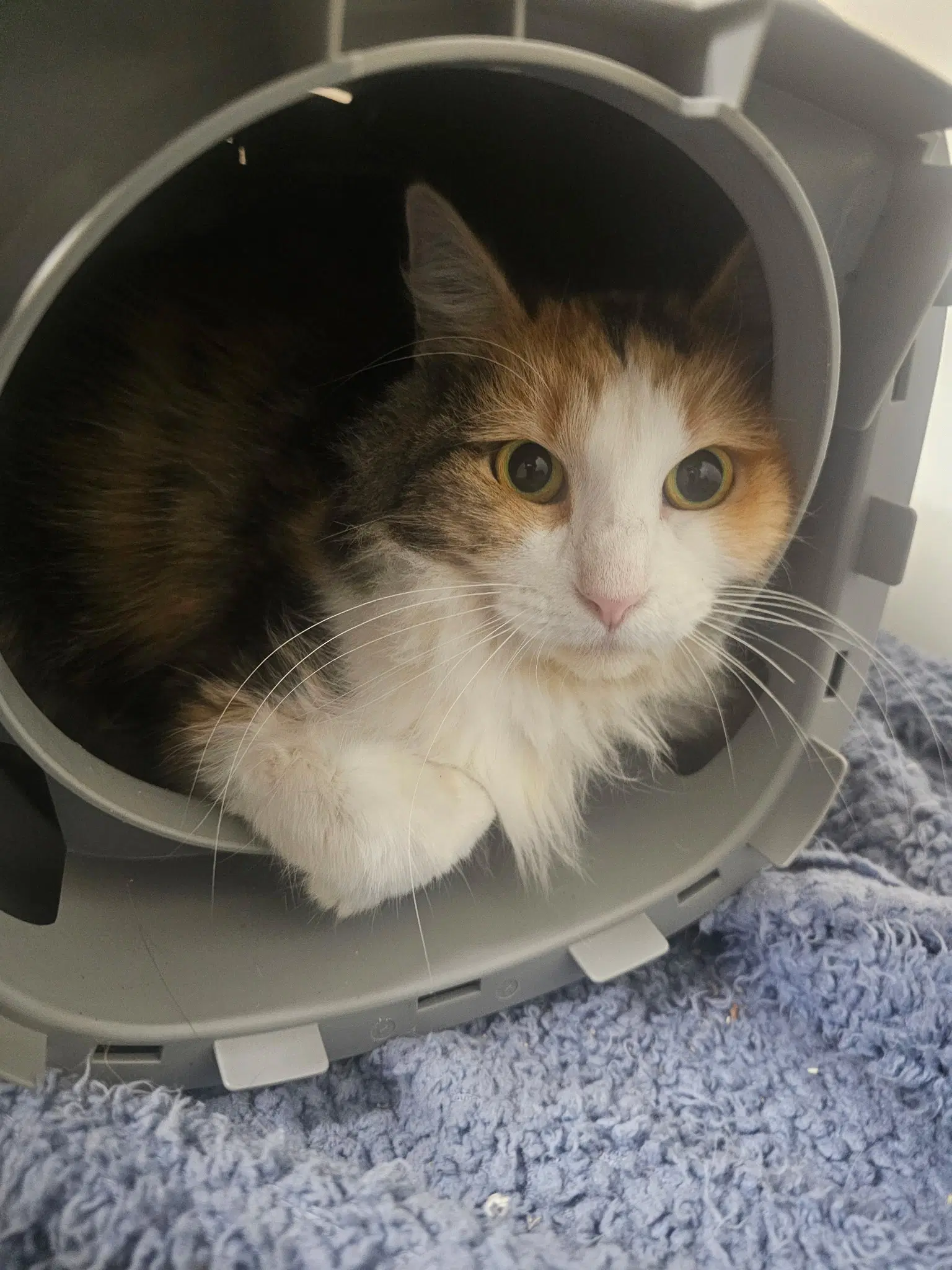 Luna - Domestic Long Hair