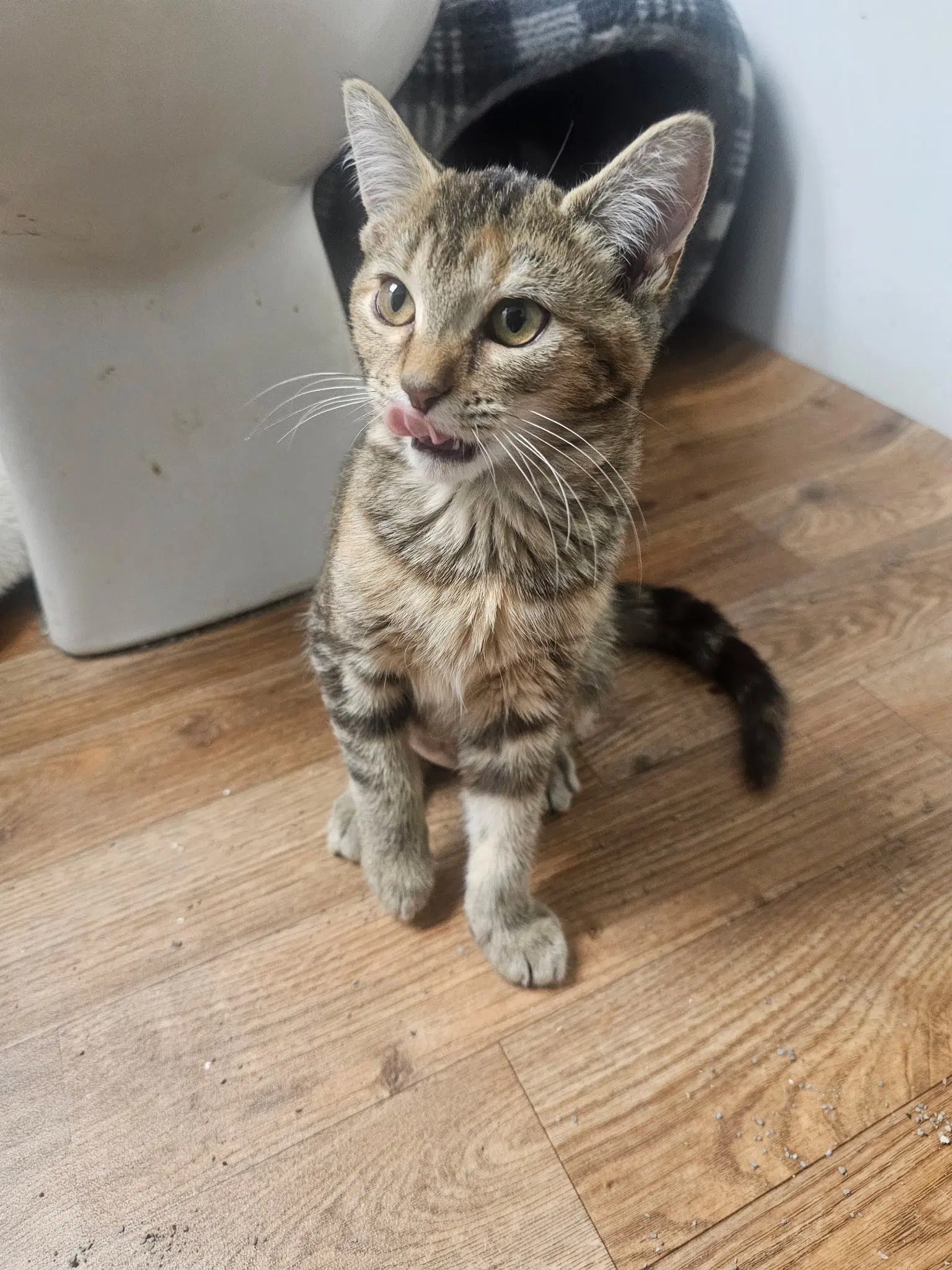 Cocoa - Tortoiseshell