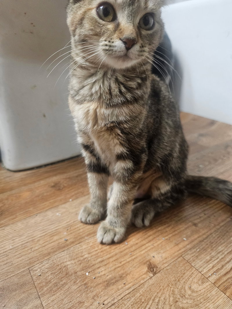 Cocoa, photo 3