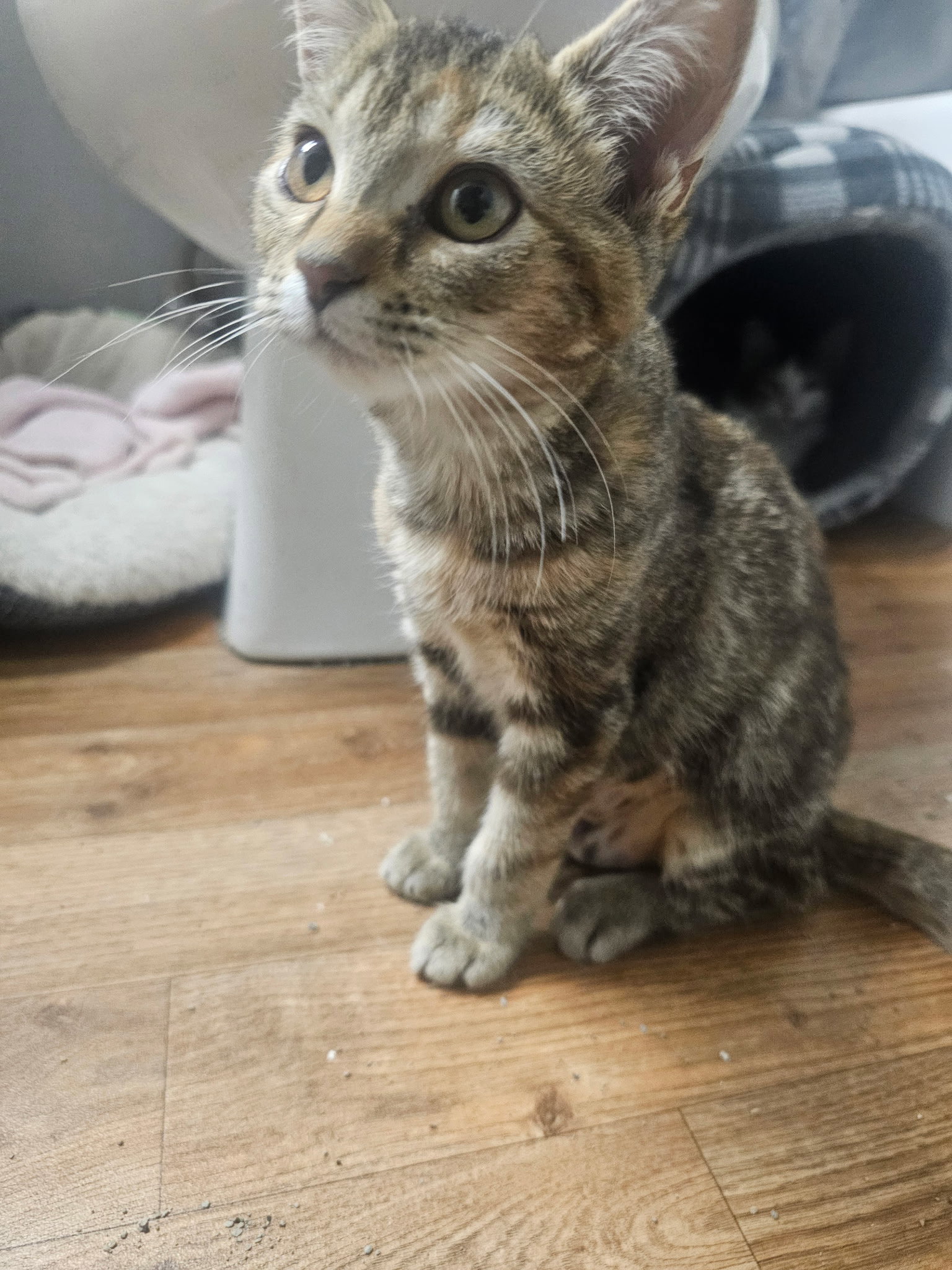 Cocoa, photo 4