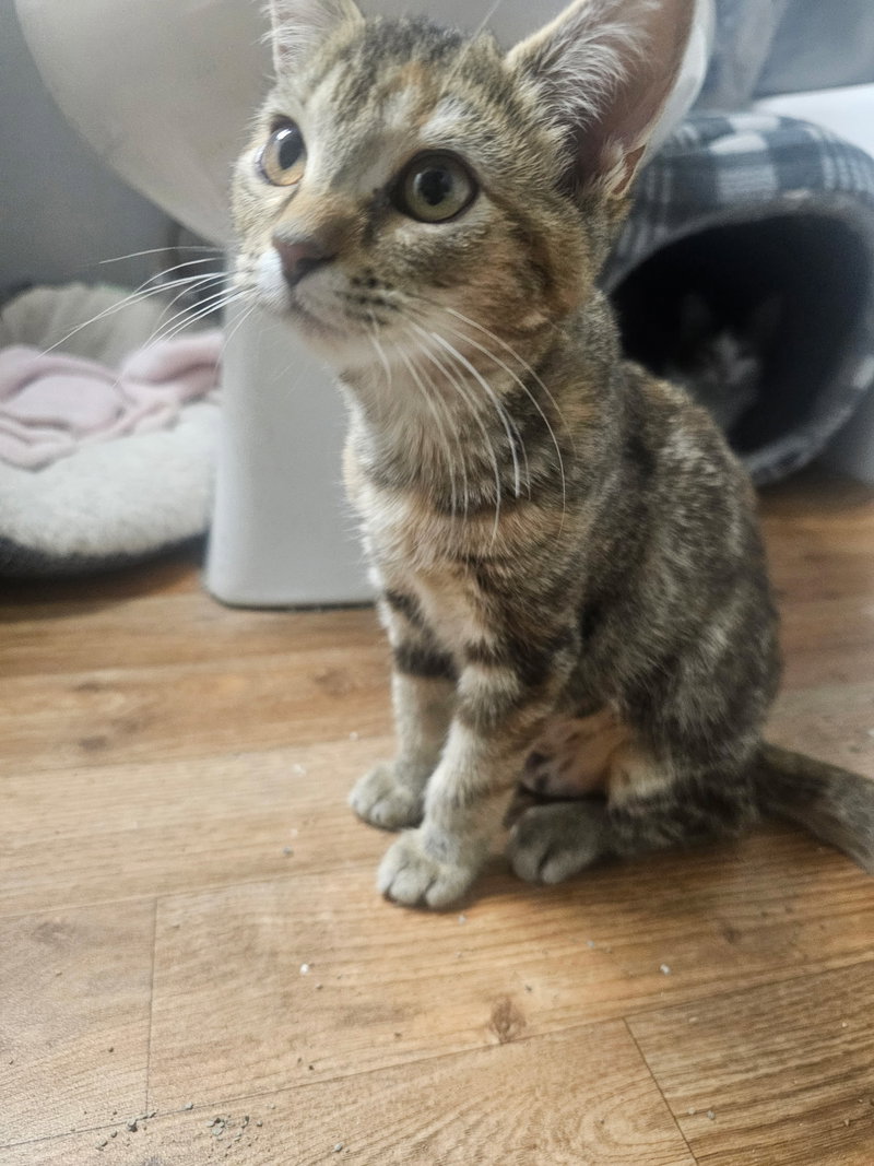 Cocoa, photo 4