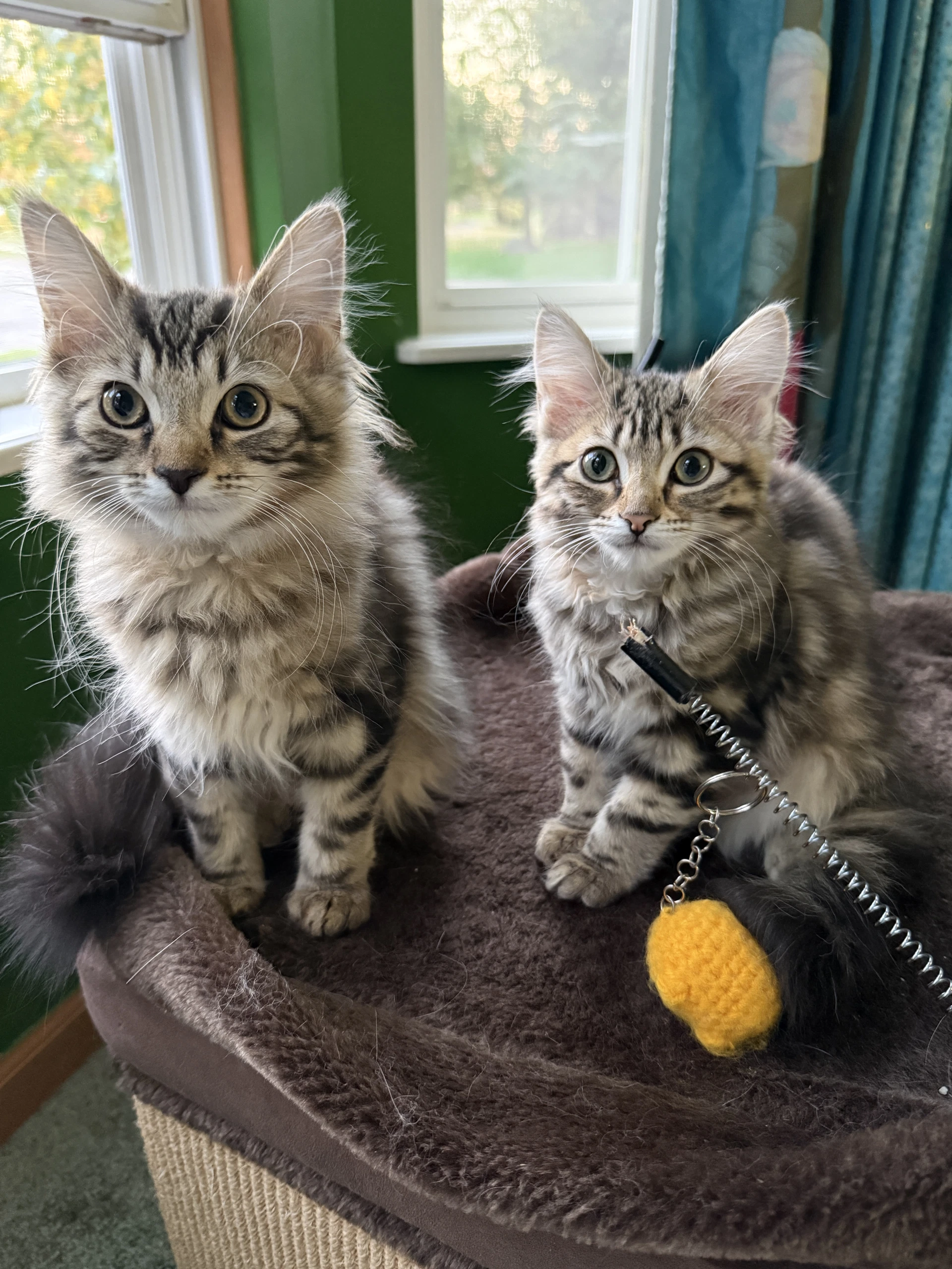 Jelly Tot Bonded To Jelly Belly
